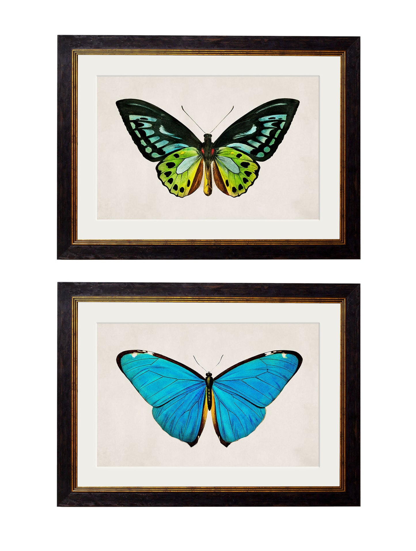 c.1836 Tropical Butterflies in size 38 x 50cm - glass-fronted framed wall art print with solid wood frame, designed for high-end interior design