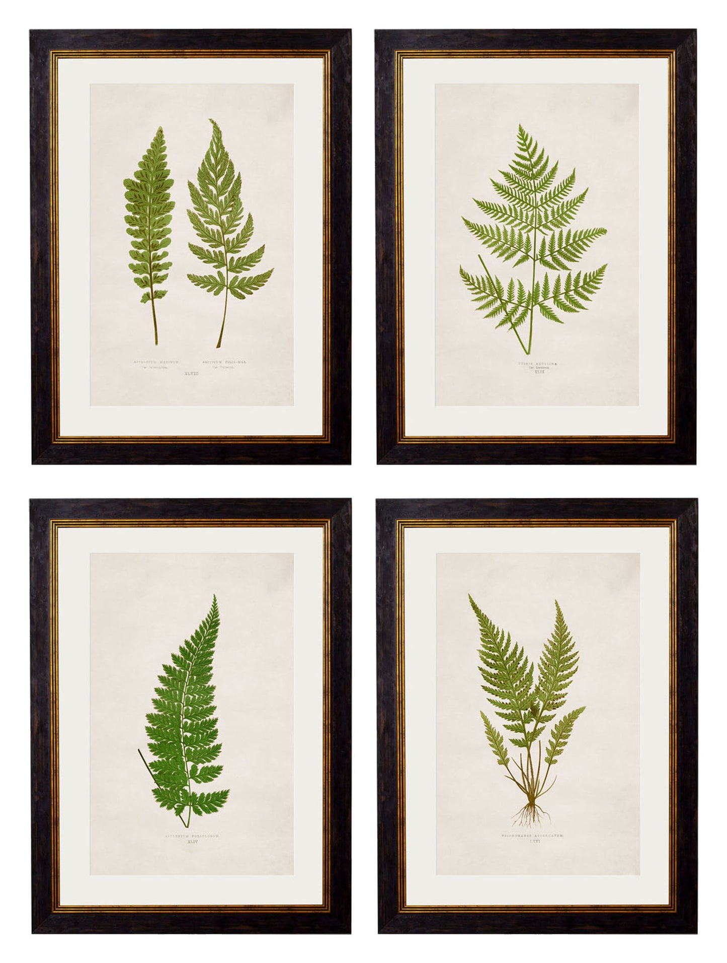 c.1864 Collection of British Ferns in size 38 x 50cm - glass-fronted framed wall art print with solid wood frame, designed for high-end interior design