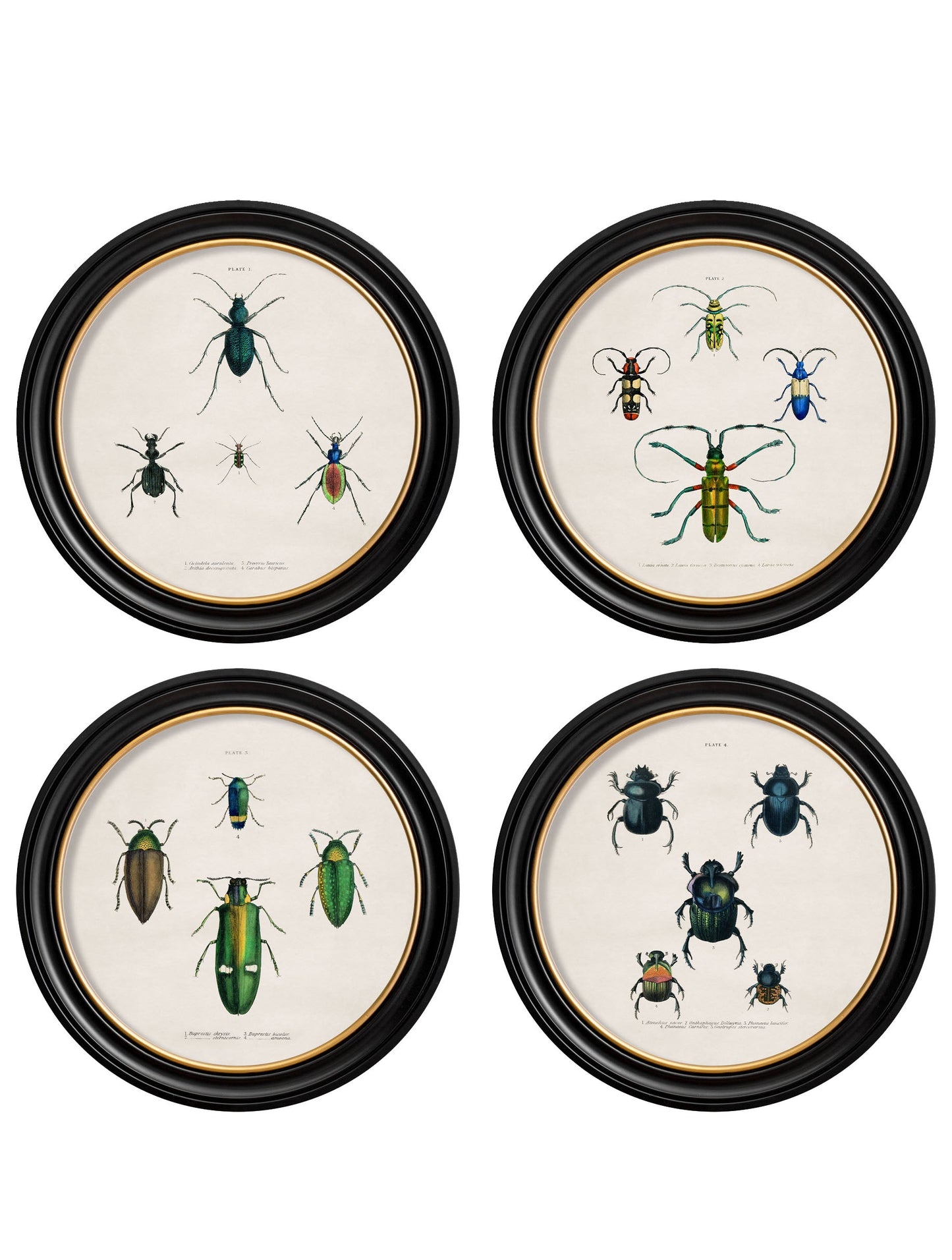 c.1836 Beetle Plates - Round Frame in size 44 x 44cm - glass-fronted framed wall art print with solid wood frame, ideal for contemporary home styling