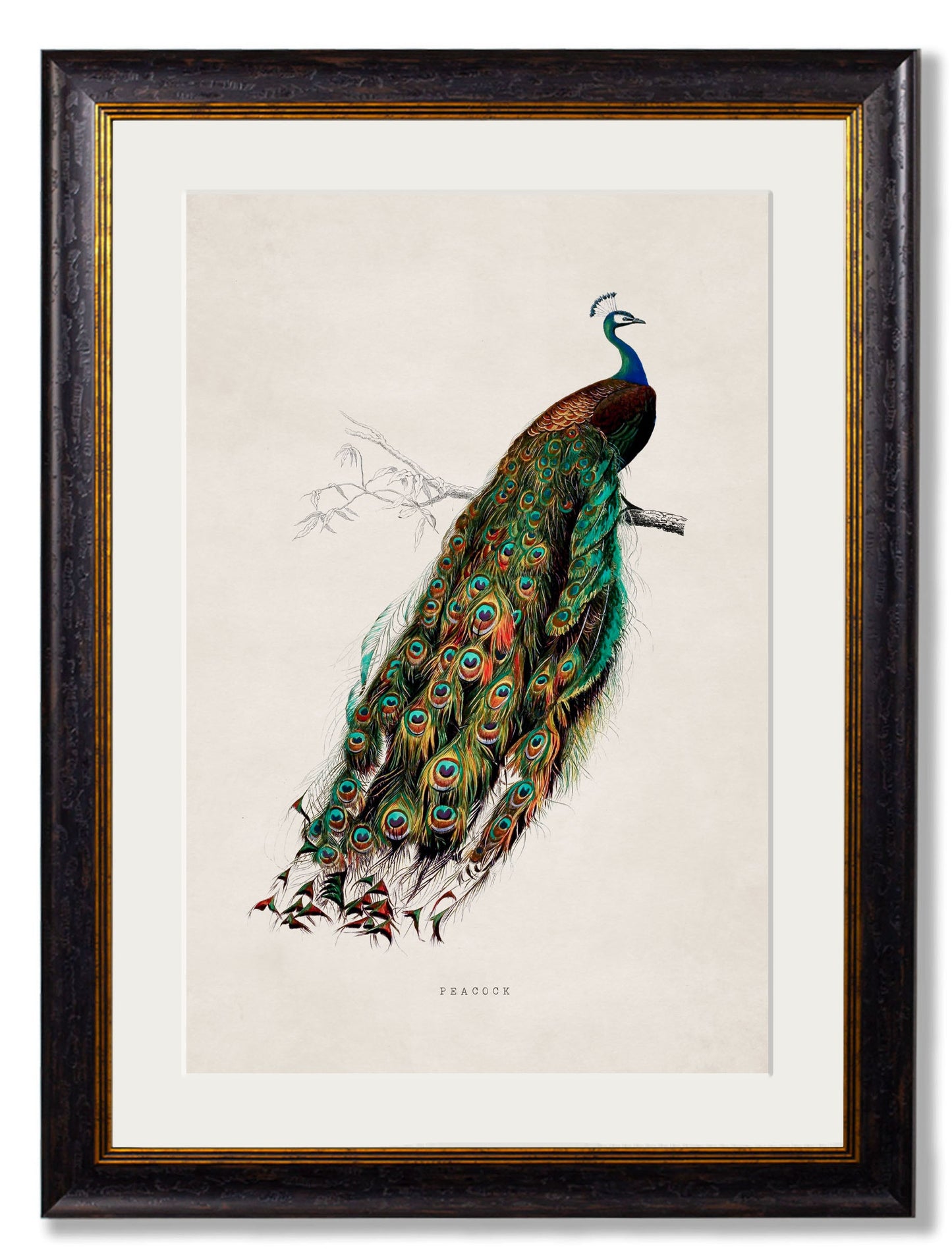 c 1847 peacock framed print - premium glass-fronted framed art print with solid wood frame, adds elegance to your decor