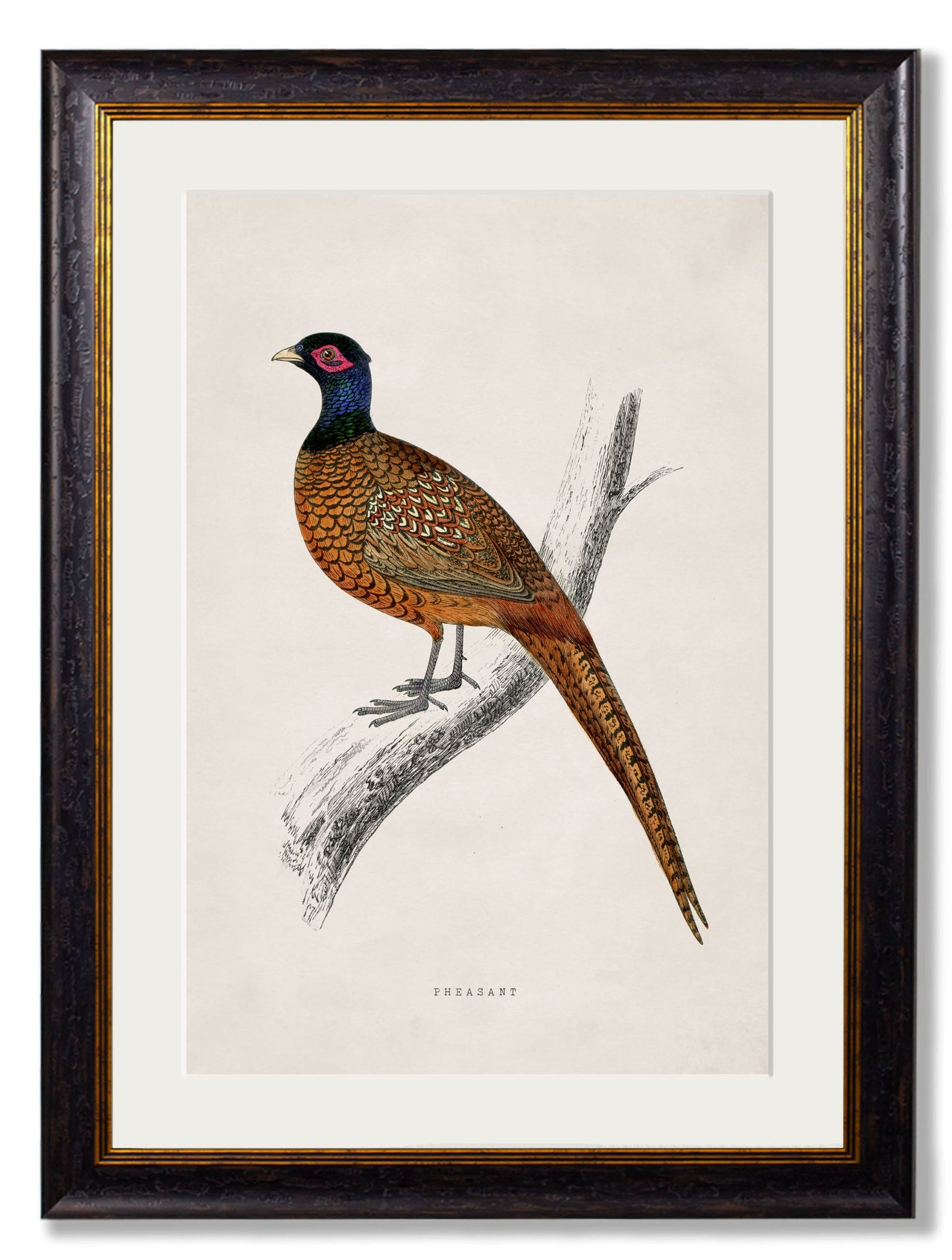 c 1850s rev morris pheasant framed print in size 70 x 95cm - glass-fronted framed wall art print with solid wood frame, designed for high-end interior design