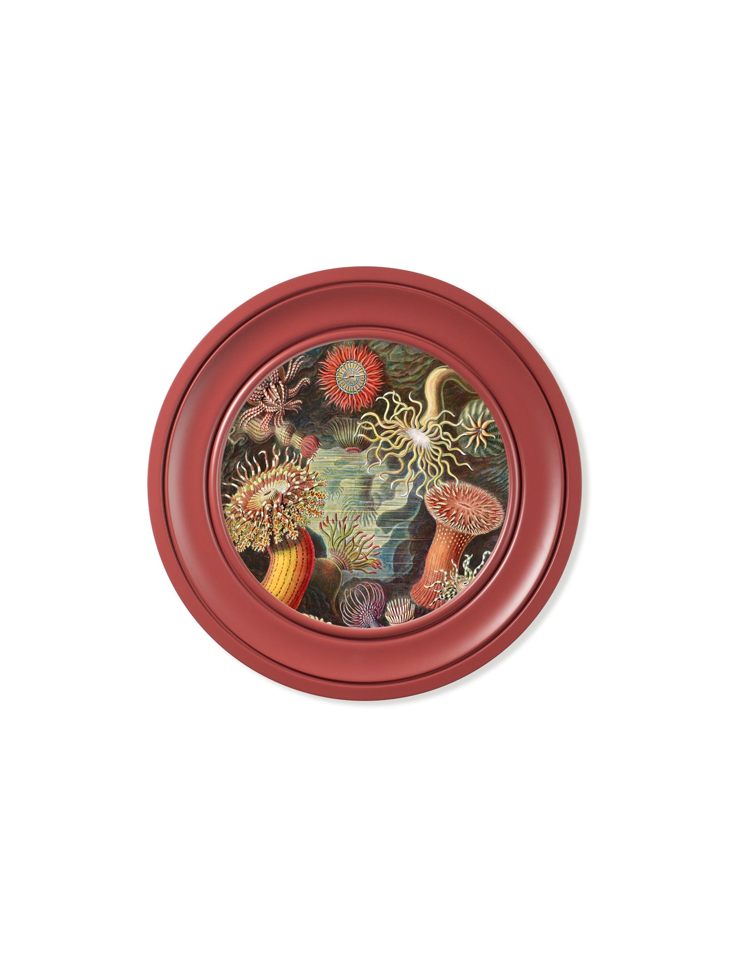 c 1904 haeckel flora and fauna round frames in size 70 x 70cm - glass-fronted framed wall art print with solid wood frame, a beautiful addition to stylish homes