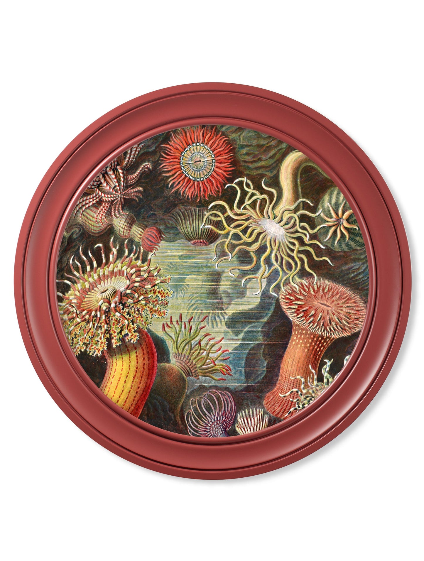 c 1904 haeckel flora and fauna round frames in size 70 x 70cm - glass-fronted framed wall art print with solid wood frame, a beautiful addition to stylish homes