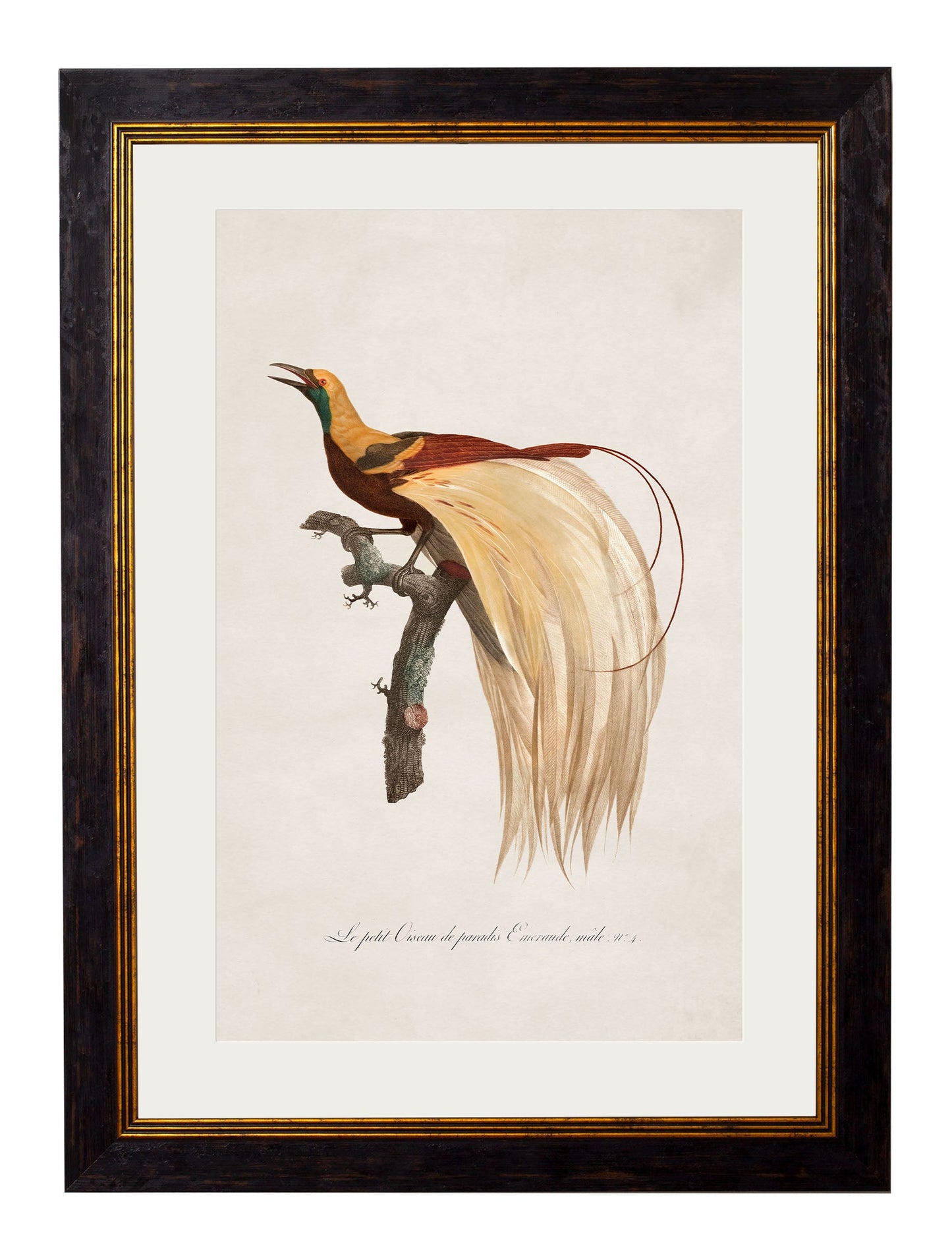 c 1809 birds of paradise in size 50 x 70cm - glass-fronted framed wall art print with solid wood frame, perfect for luxury home decor