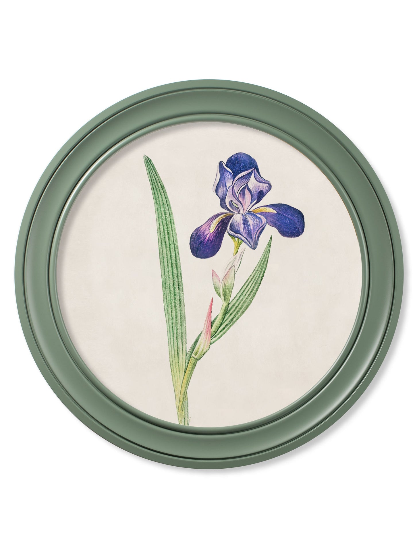 c 1780 flowering plants round frame green in size 70 x 70cm - glass-fronted framed wall art print with solid wood frame, adds elegance to your decor