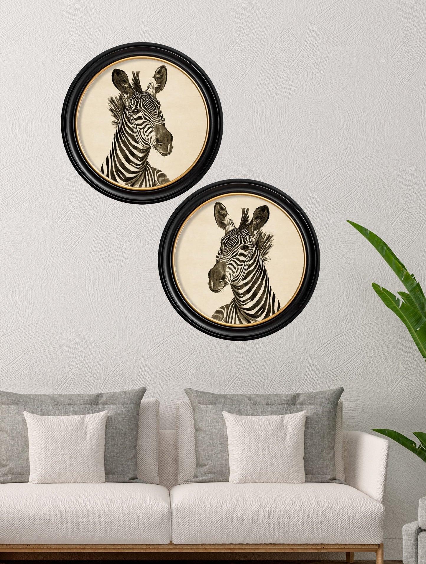c1890 zebra illustrations in round frame dark in size 44 x 44cm - glass-fronted framed wall art print with solid wood frame, ideal for contemporary home styling