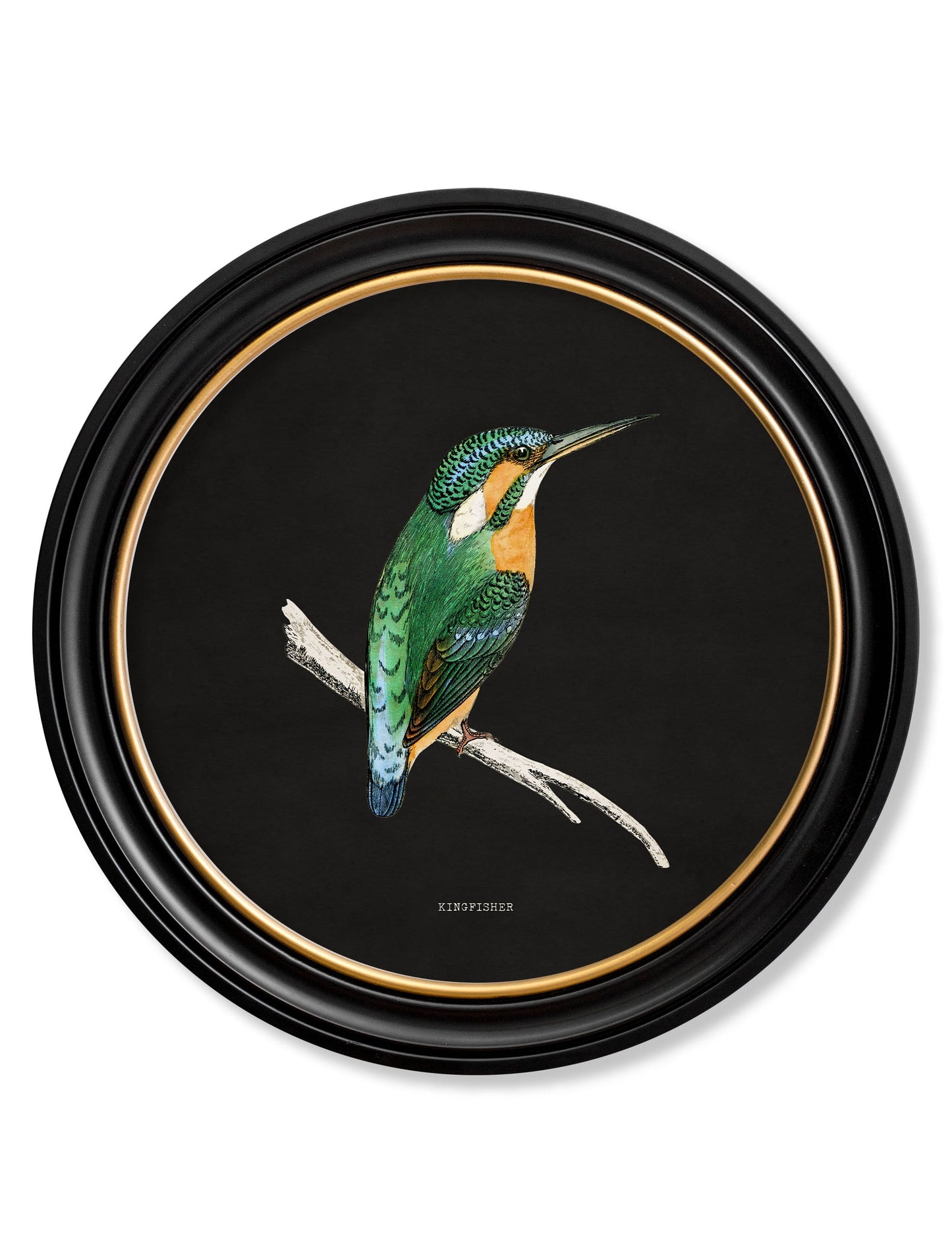 c 1870 kingfisher and bee eater black in size 70 x 70cm - glass-fronted framed wall art print with solid wood frame, ideal for contemporary home styling