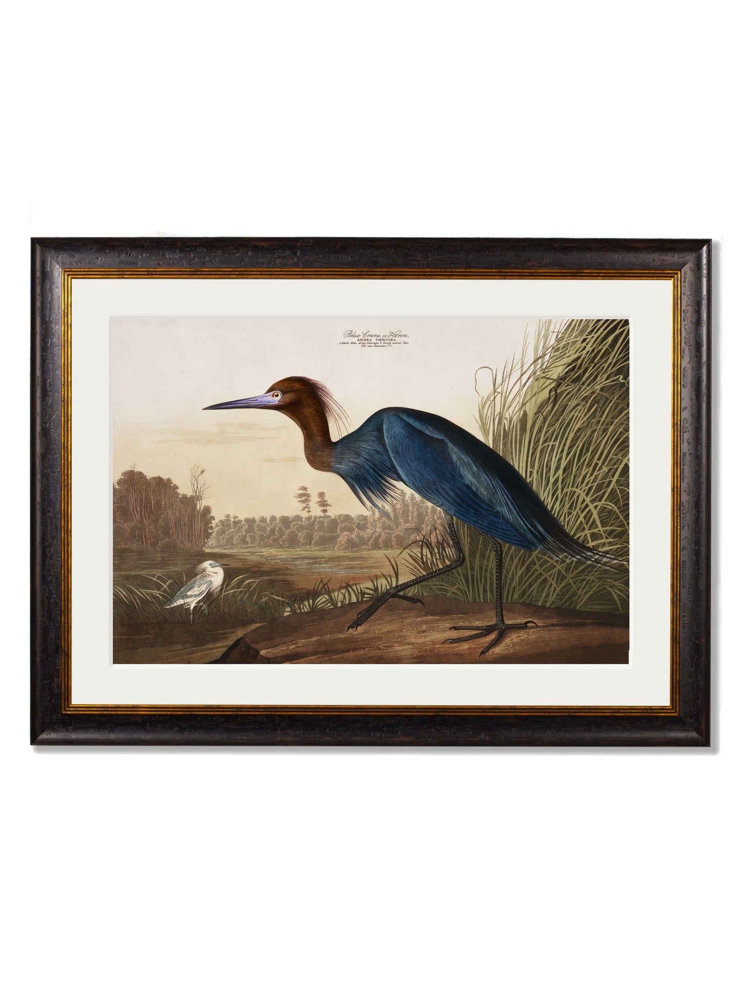 c 1838 audubons herons in size 38 x 50cm - glass-fronted framed wall art print with solid wood frame, luxury wall art for sophisticated spaces