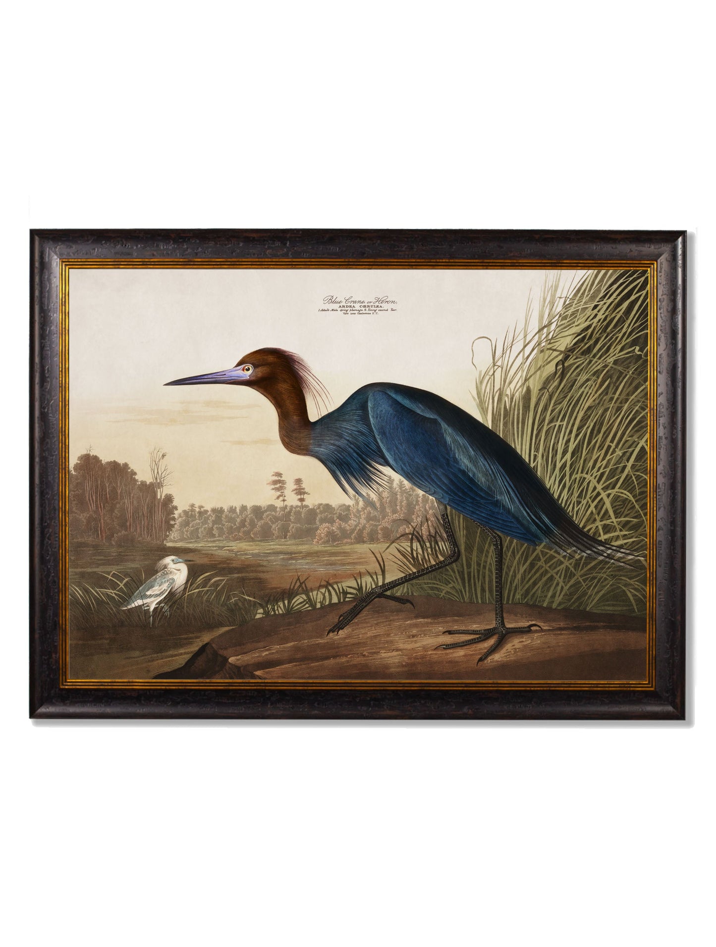 c 1838 audubons herons in size 50 x 70cm - glass-fronted framed wall art print with solid wood frame, designed for high-end interior design