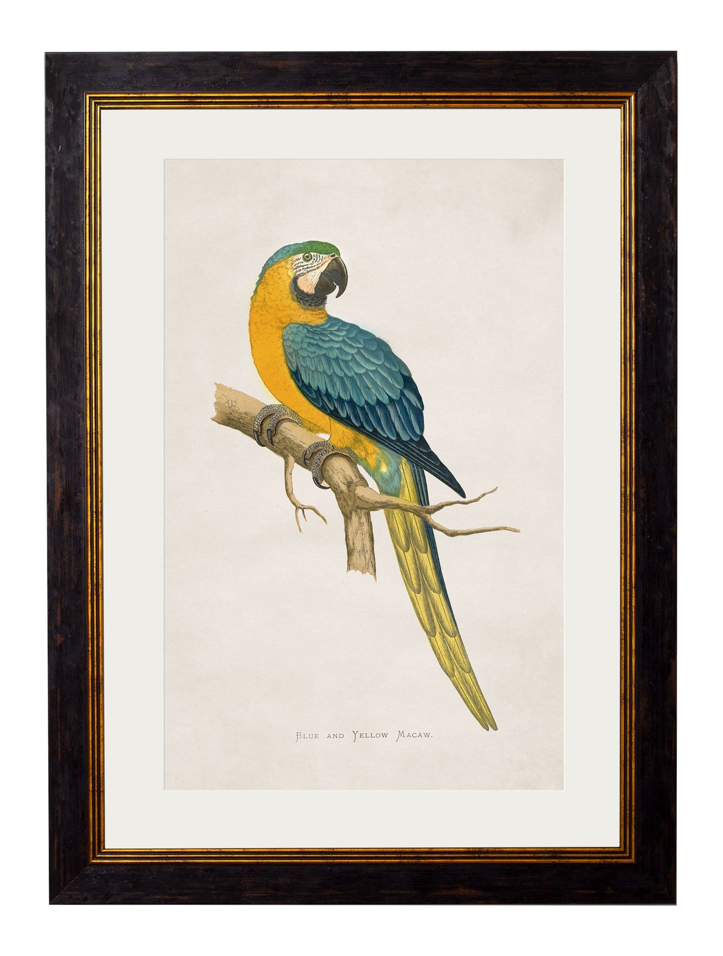 c 1884s parrots in size 38 x 50cm - glass-fronted framed wall art print with solid wood frame, a beautiful addition to stylish homes