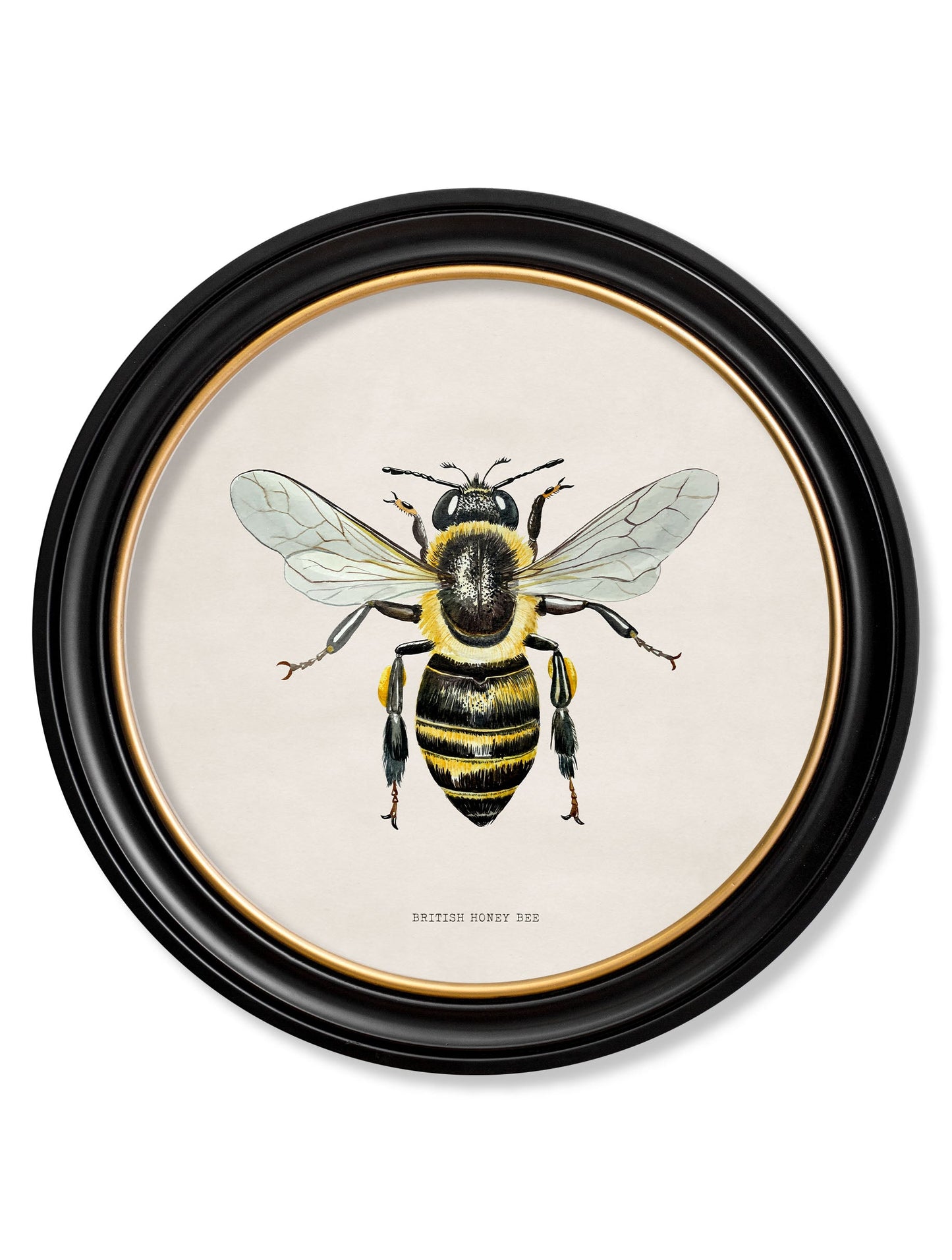 british bees round frame in size 70 x 70cm - glass-fronted framed wall art print with solid wood frame, luxury wall art for sophisticated spaces