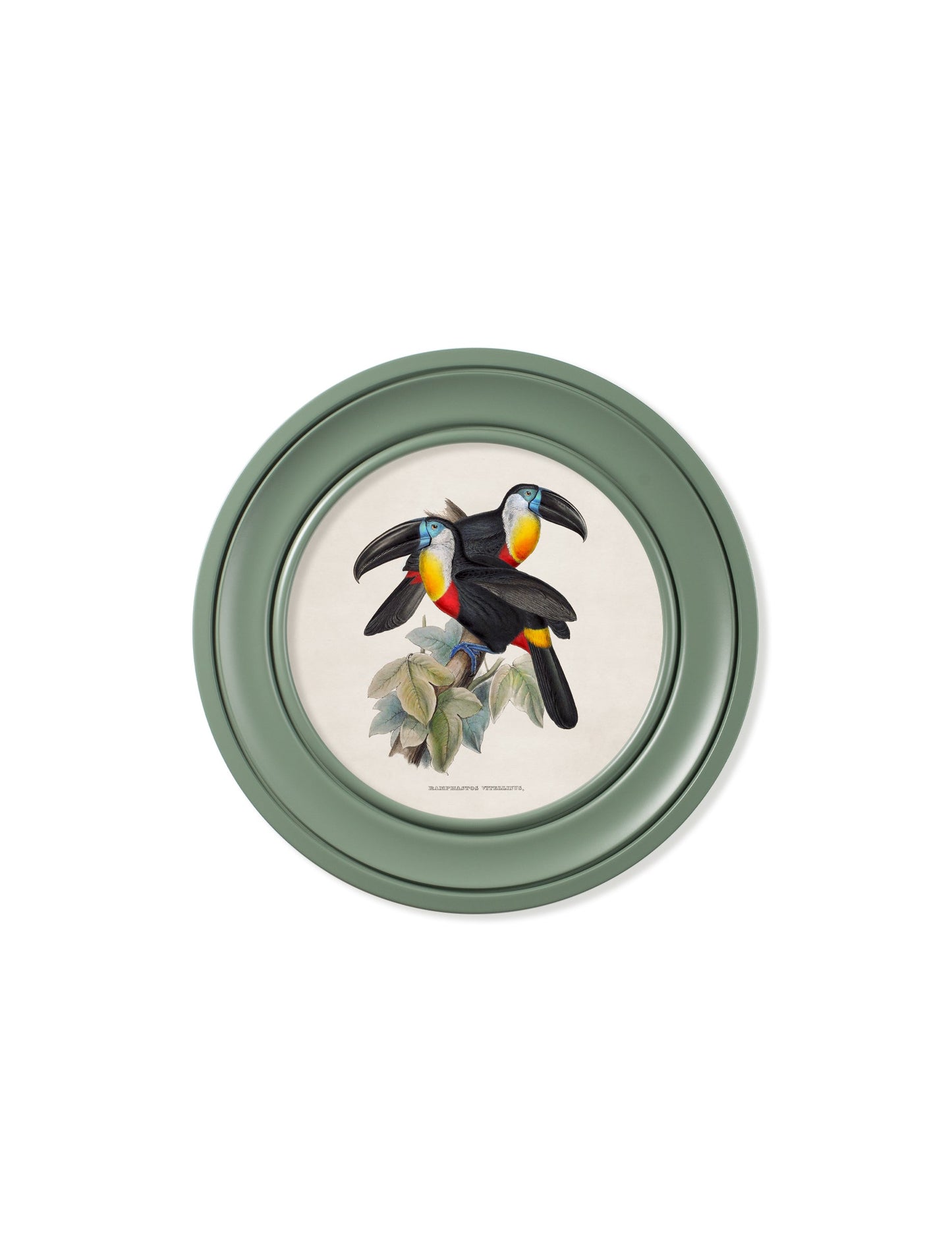 c 1848 toucans round frames green in size 70 x 70cm - glass-fronted framed wall art print with solid wood frame, designed for high-end interior design