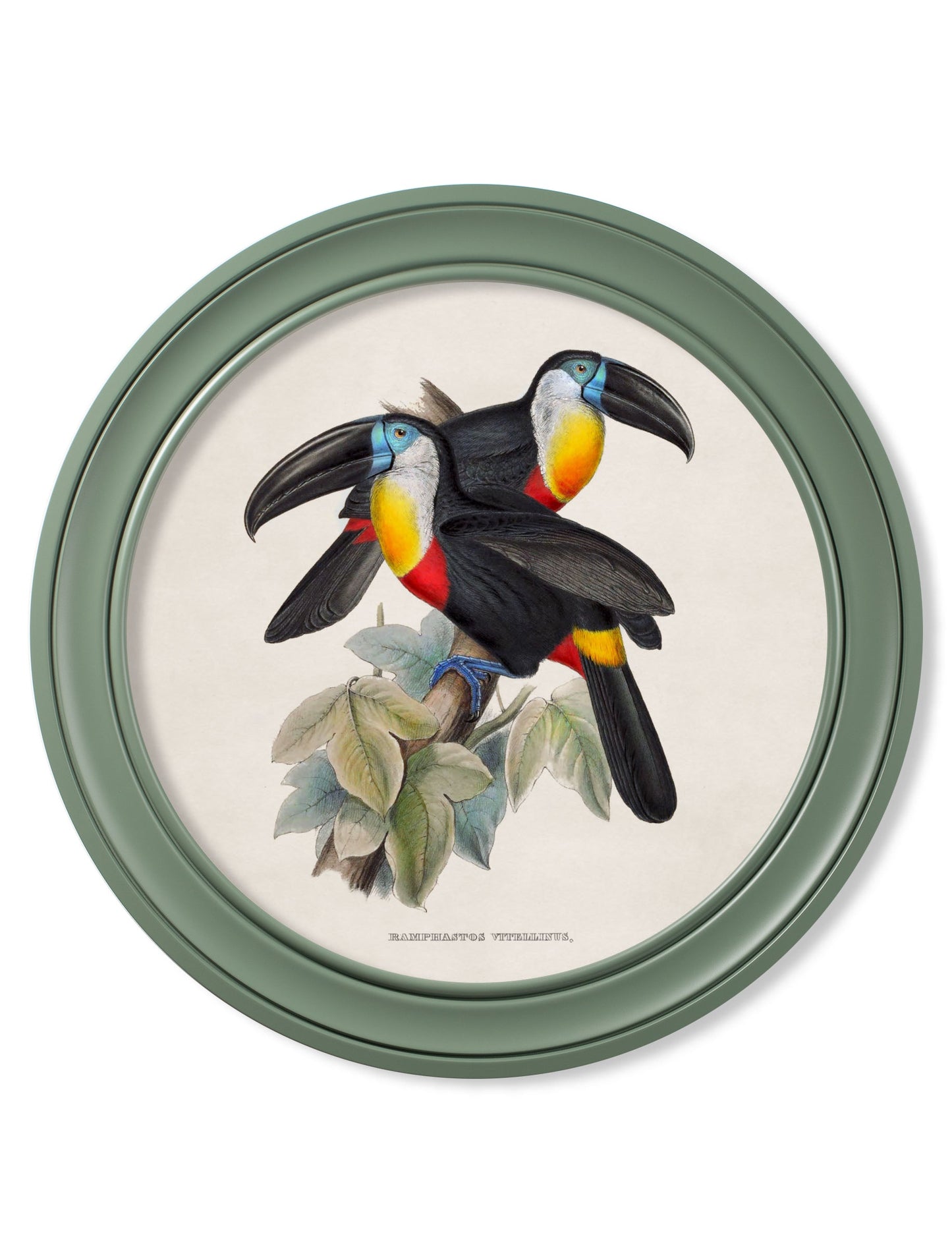 c 1848 toucans round frames green in size 70 x 70cm - glass-fronted framed wall art print with solid wood frame, ideal for modern interiors