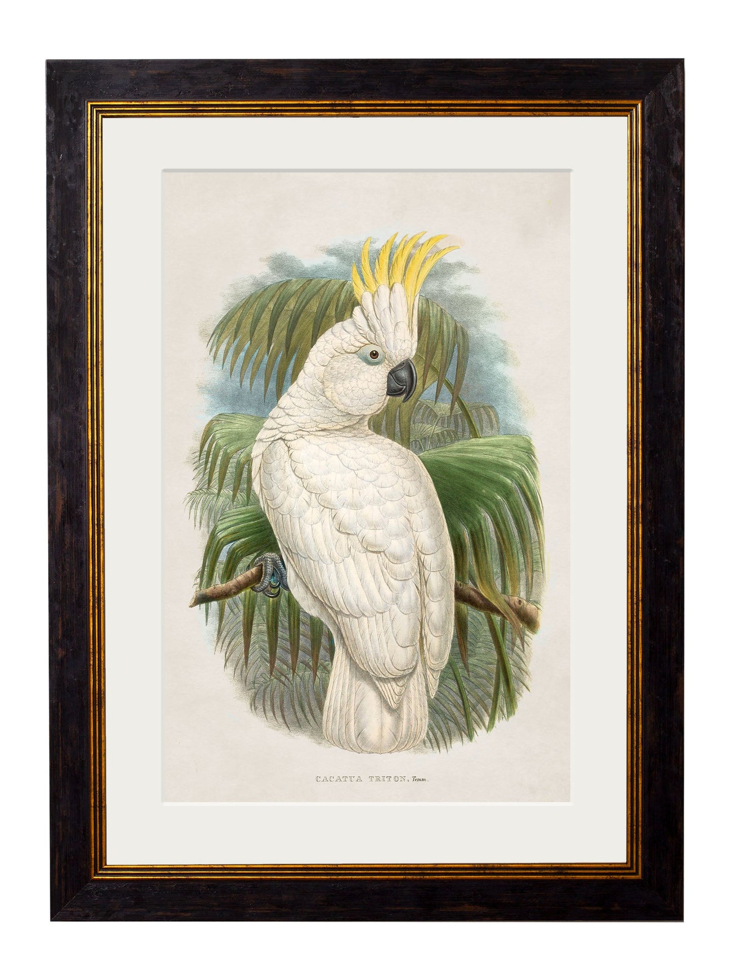 c 1875 cockatoos in size 50 x 70cm - glass-fronted framed wall art print with solid wood frame, perfect for luxury home decor