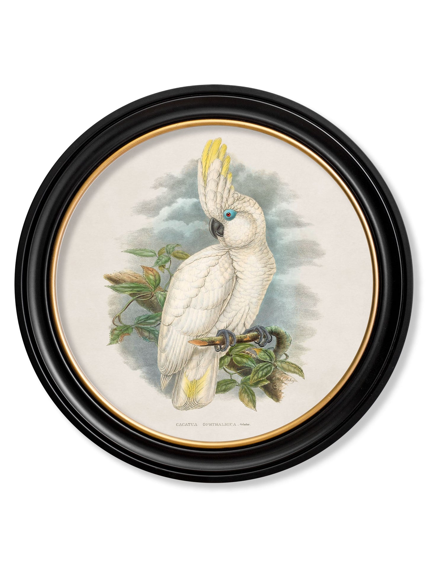 c 1875 cockatoos round frames in size 70 x 70cm - glass-fronted framed wall art print with solid wood frame, perfect for statement wall decor