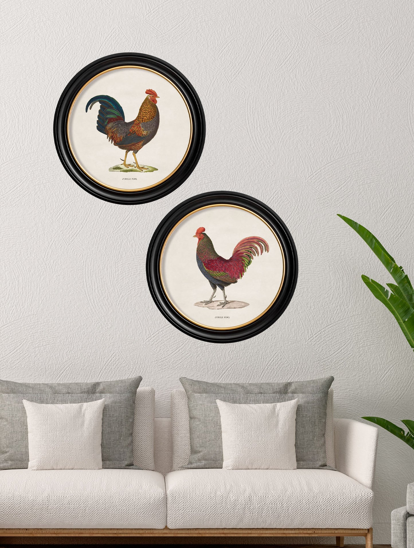 c 1870 junglefowl in round frames in size 44 x 44cm - glass-fronted framed wall art print with solid wood frame, ideal for contemporary home styling