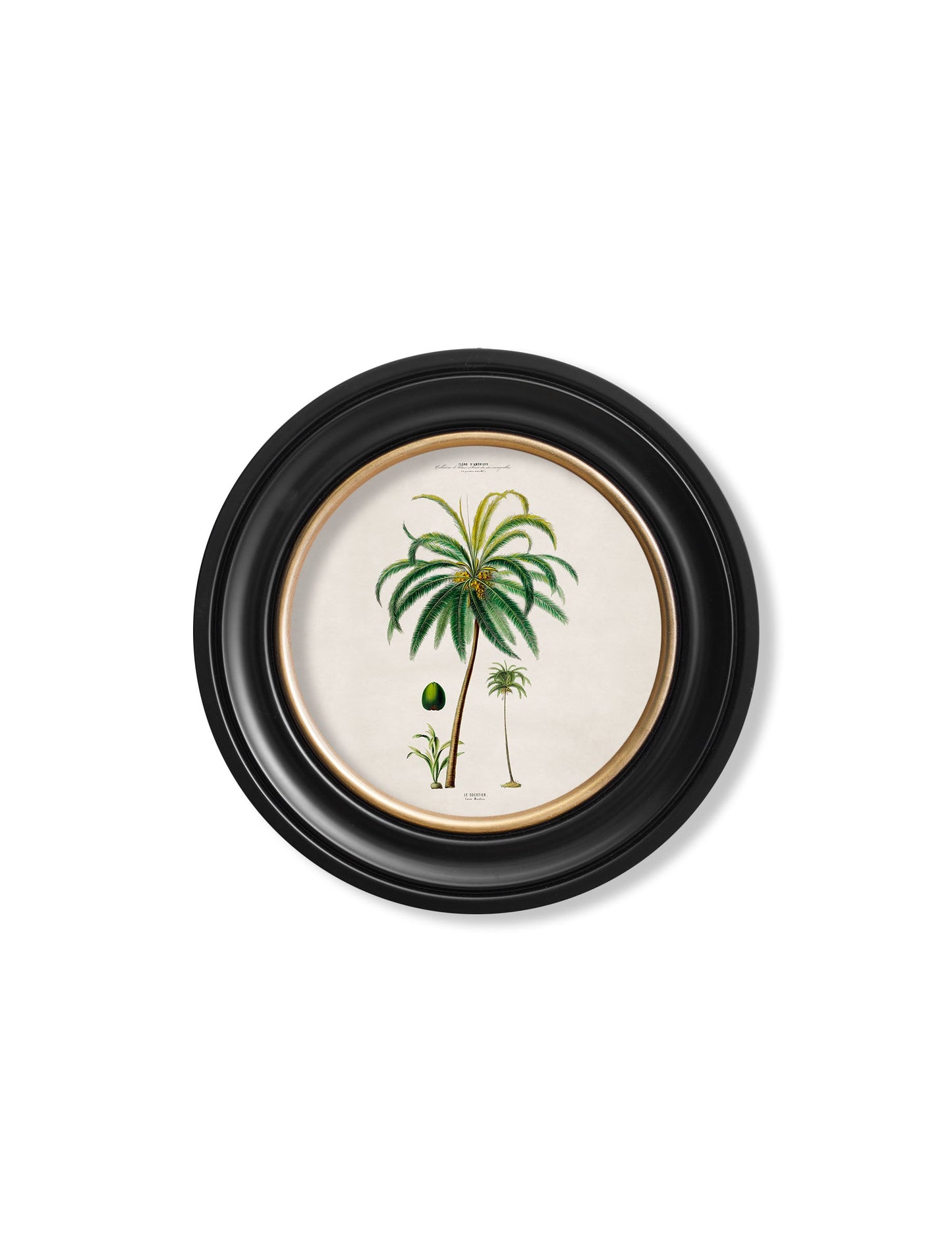 c 1843 studies of south american palm trees in round frames in size 70 x 70cm - glass-fronted framed wall art print with solid wood frame, a beautiful addition to stylish homes