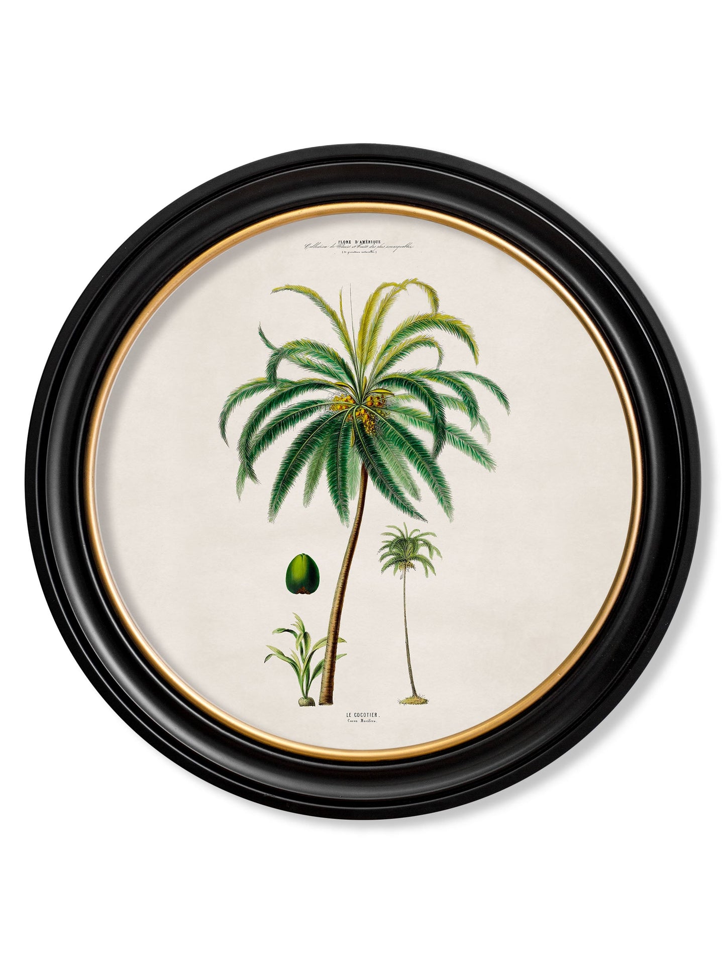 c 1843 studies of south american palm trees in round frames in size 44 x 44cm - glass-fronted framed wall art print with solid wood frame, adds elegance to your decor
