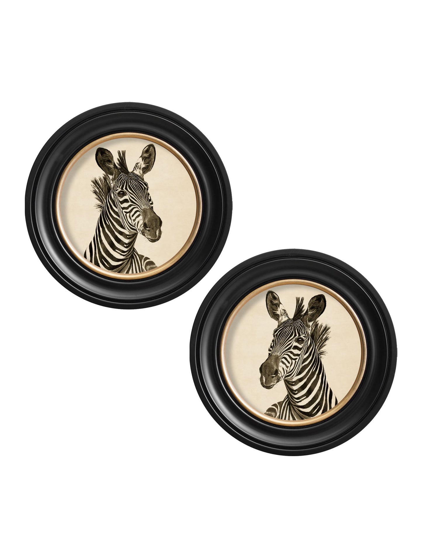 c1890 zebra illustrations in round frame dark in size 96 x 96cm - glass-fronted framed wall art print with solid wood frame, designed for high-end interior design