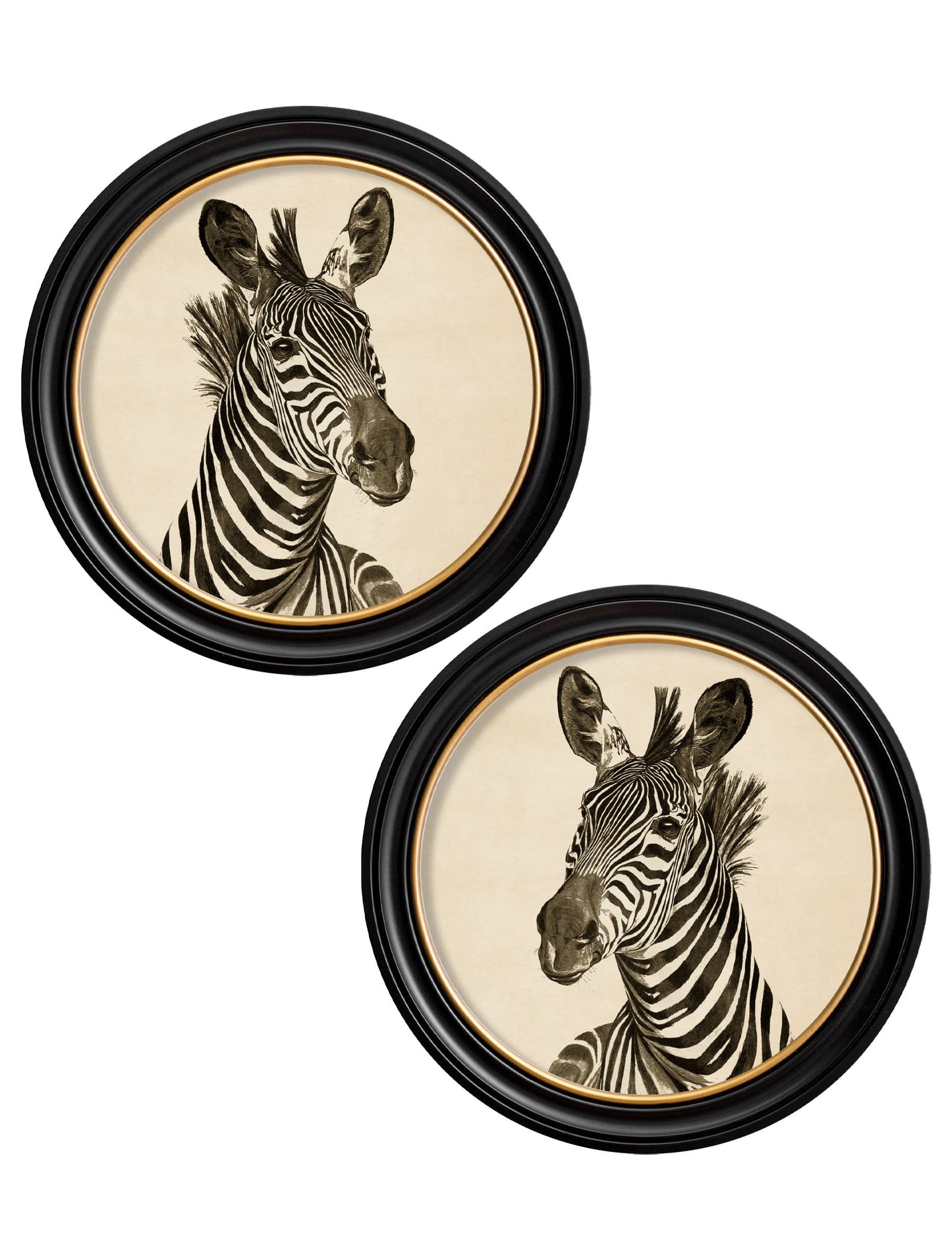 c1890 Zebra Illustrations in Round Frame - Dark in size 44 x 44cm - glass-fronted framed wall art print with solid wood frame, adds elegance to your decor