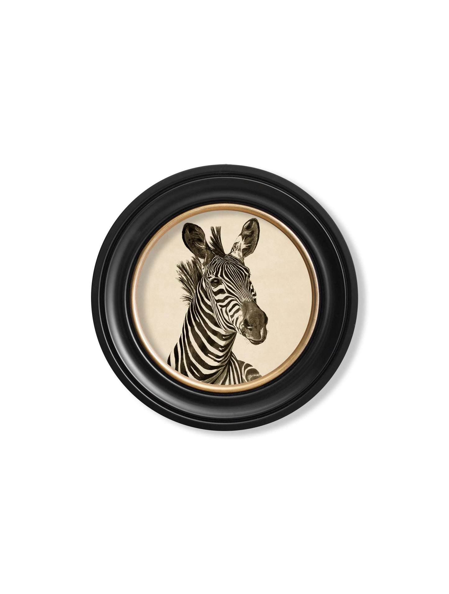 c1890 zebra illustrations in round frame dark in size 70 x 70cm - glass-fronted framed wall art print with solid wood frame, perfect for luxury home decor