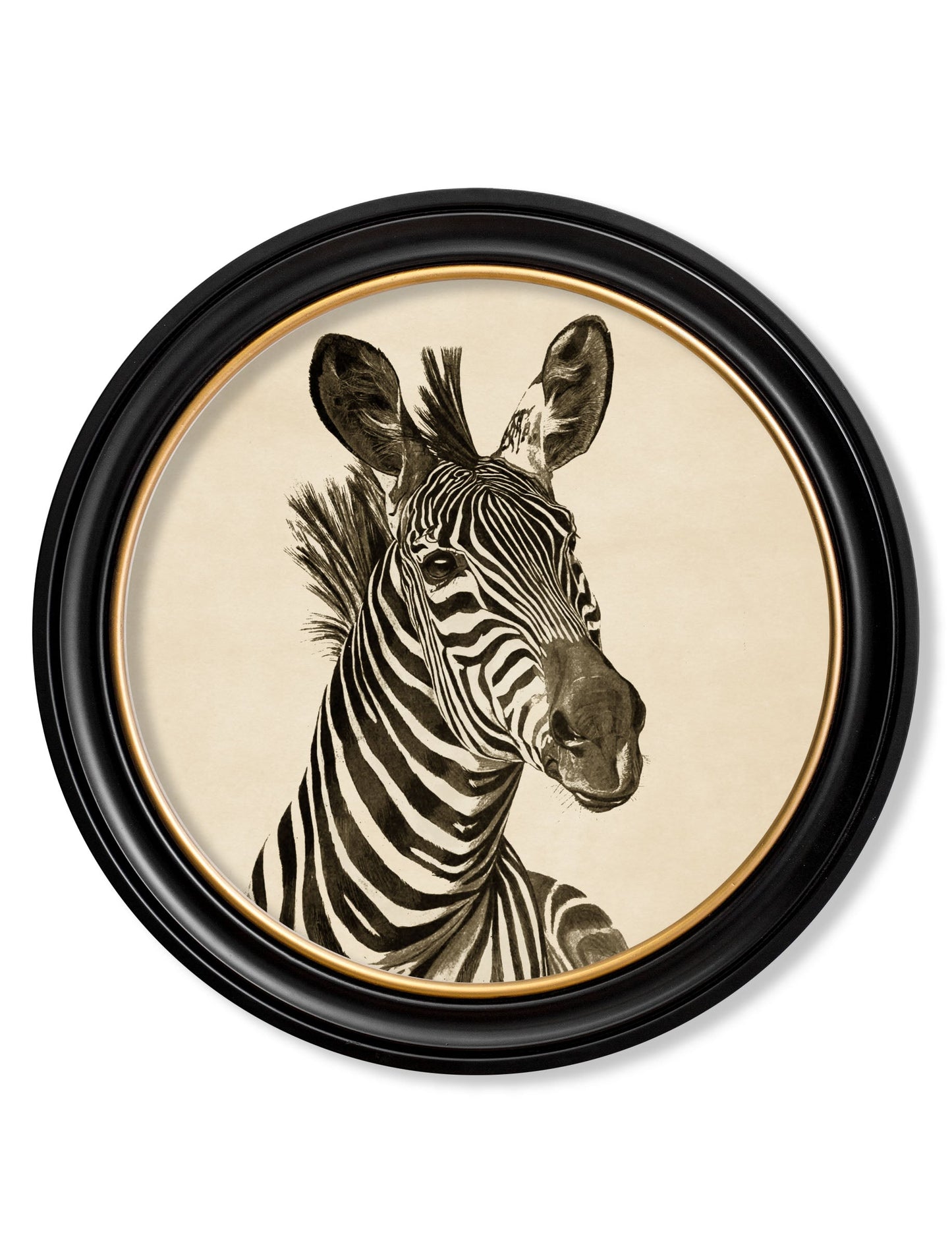 c1890 zebra illustrations in round frame dark in size 70 x 70cm - glass-fronted framed wall art print with solid wood frame, ideal for modern interiors