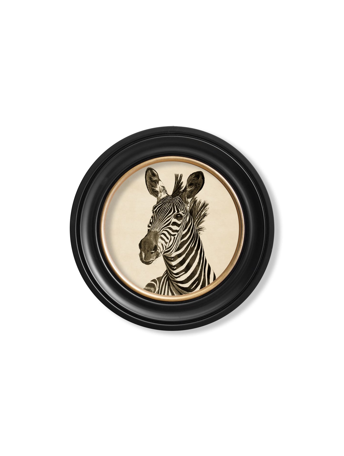 c1890 zebra illustrations in round frame dark in size 44 x 44cm - glass-fronted framed wall art print with solid wood frame, designed for high-end interior design