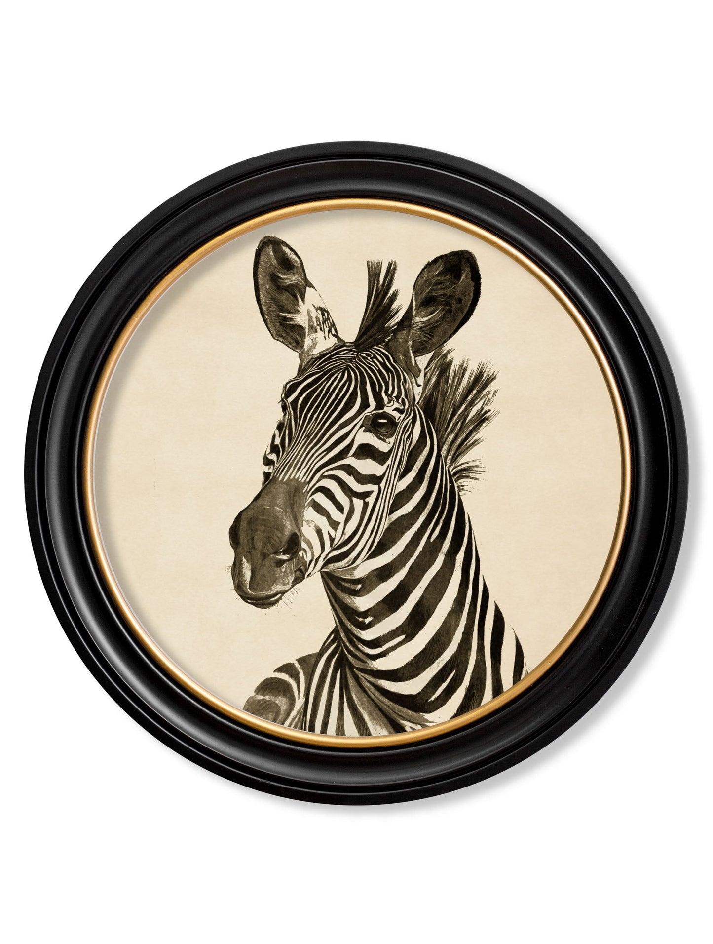 c1890 zebra illustrations in round frame dark in size 70 x 70cm - glass-fronted framed wall art print with solid wood frame, a beautiful addition to stylish homes
