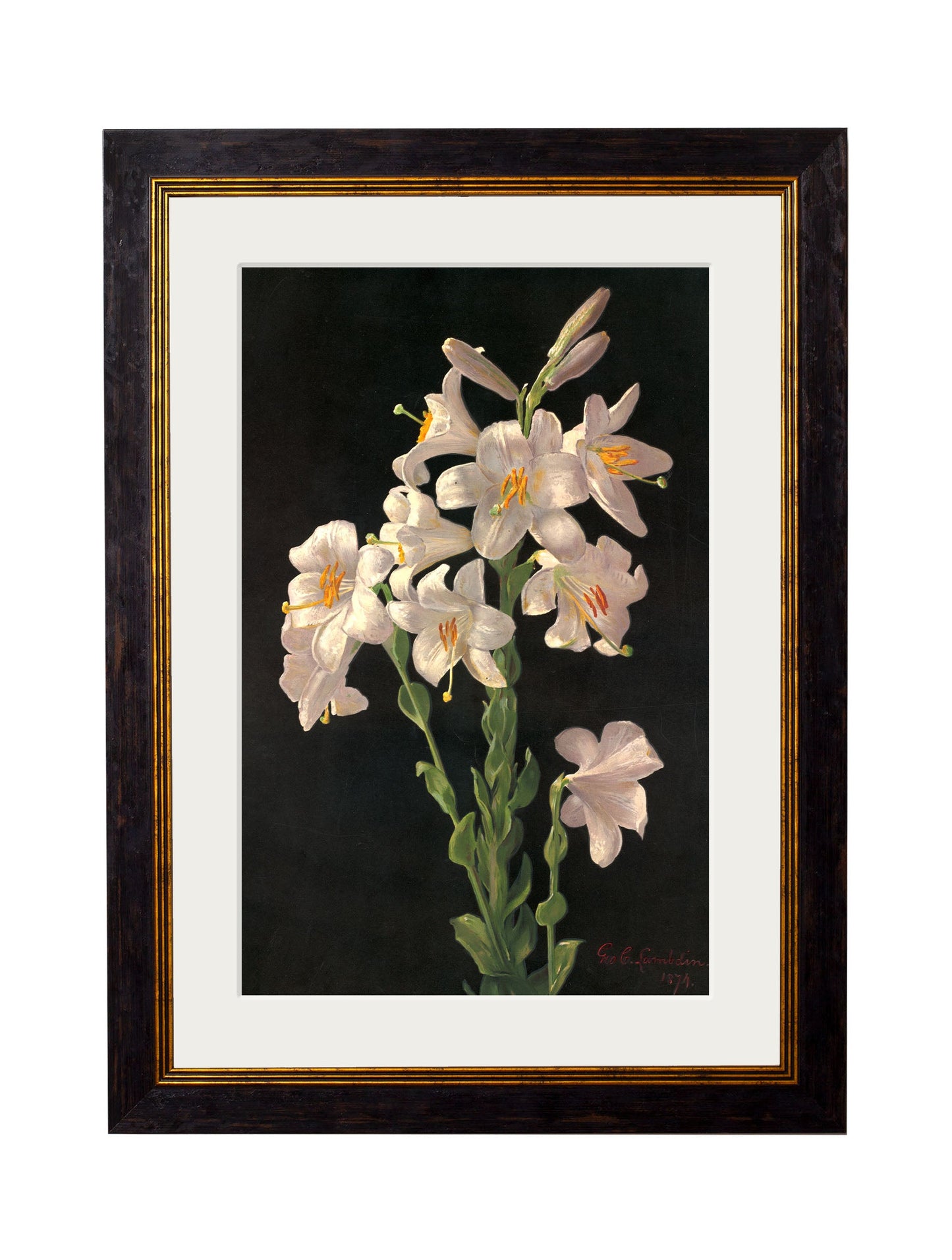 c 1874 george cochran lambdin lillys in size 50 x 70cm - glass-fronted framed wall art print with solid wood frame, perfect for statement wall decor