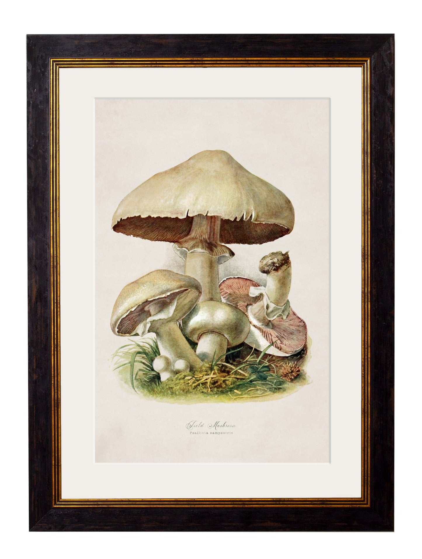 c 1913 edible mushrooms in size 50 x 70cm - glass-fronted framed wall art print with solid wood frame, a beautiful addition to stylish homes