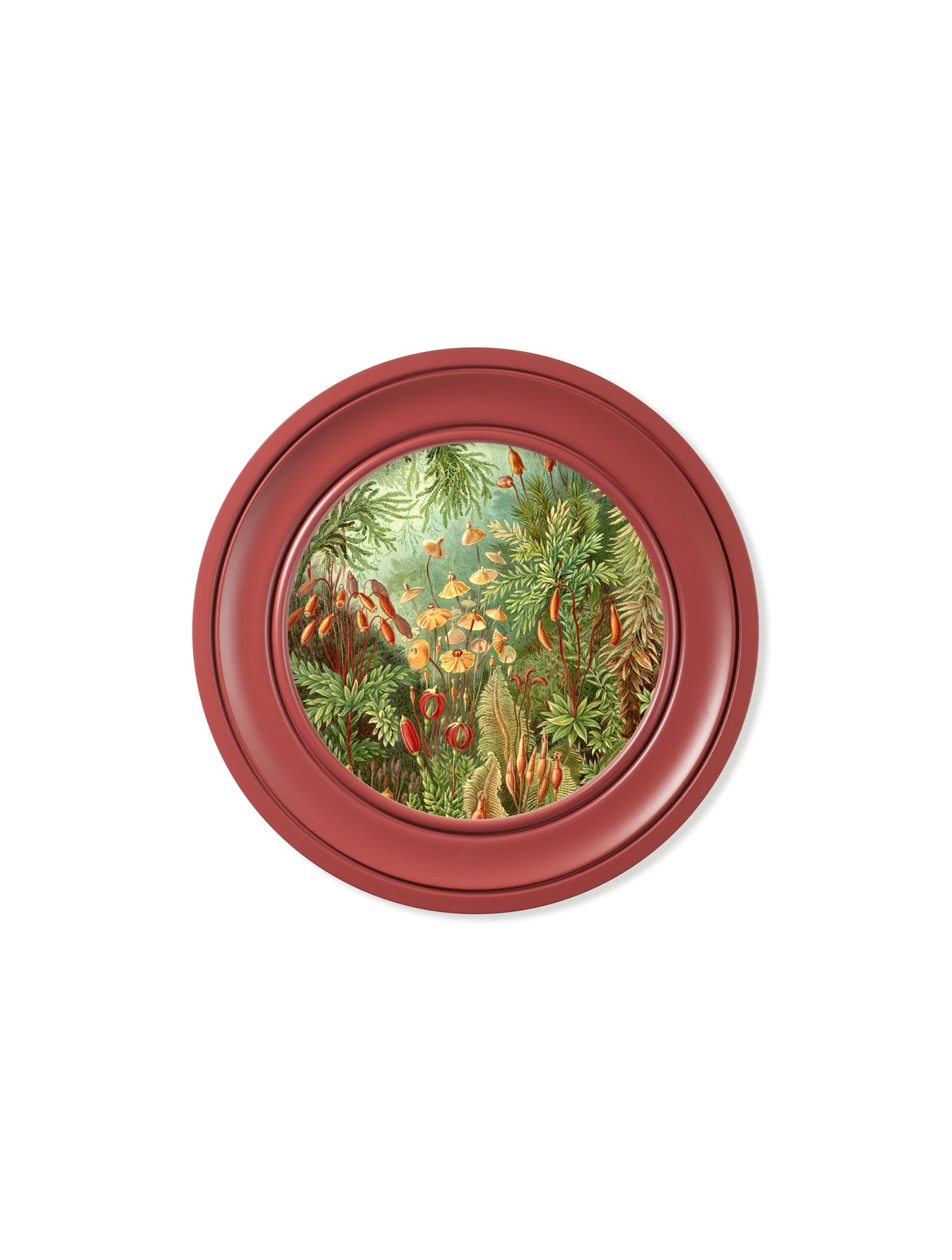 c 1904 haeckel flora and fauna round frames in size 44 x 44 cm - glass-fronted framed wall art print with solid wood frame, luxury wall art for sophisticated spaces