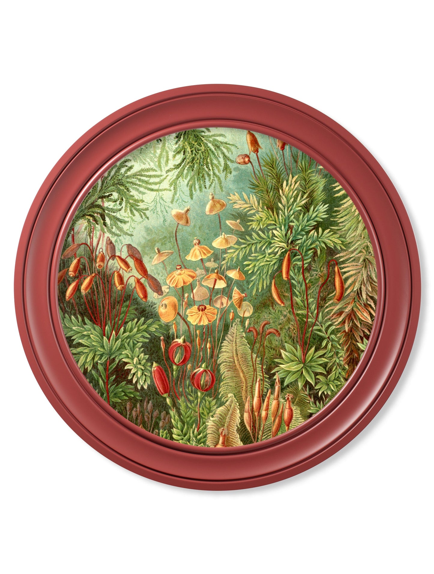 c 1904 haeckel flora and fauna round frames in size 70 x 70cm - glass-fronted framed wall art print with solid wood frame, perfect for statement wall decor