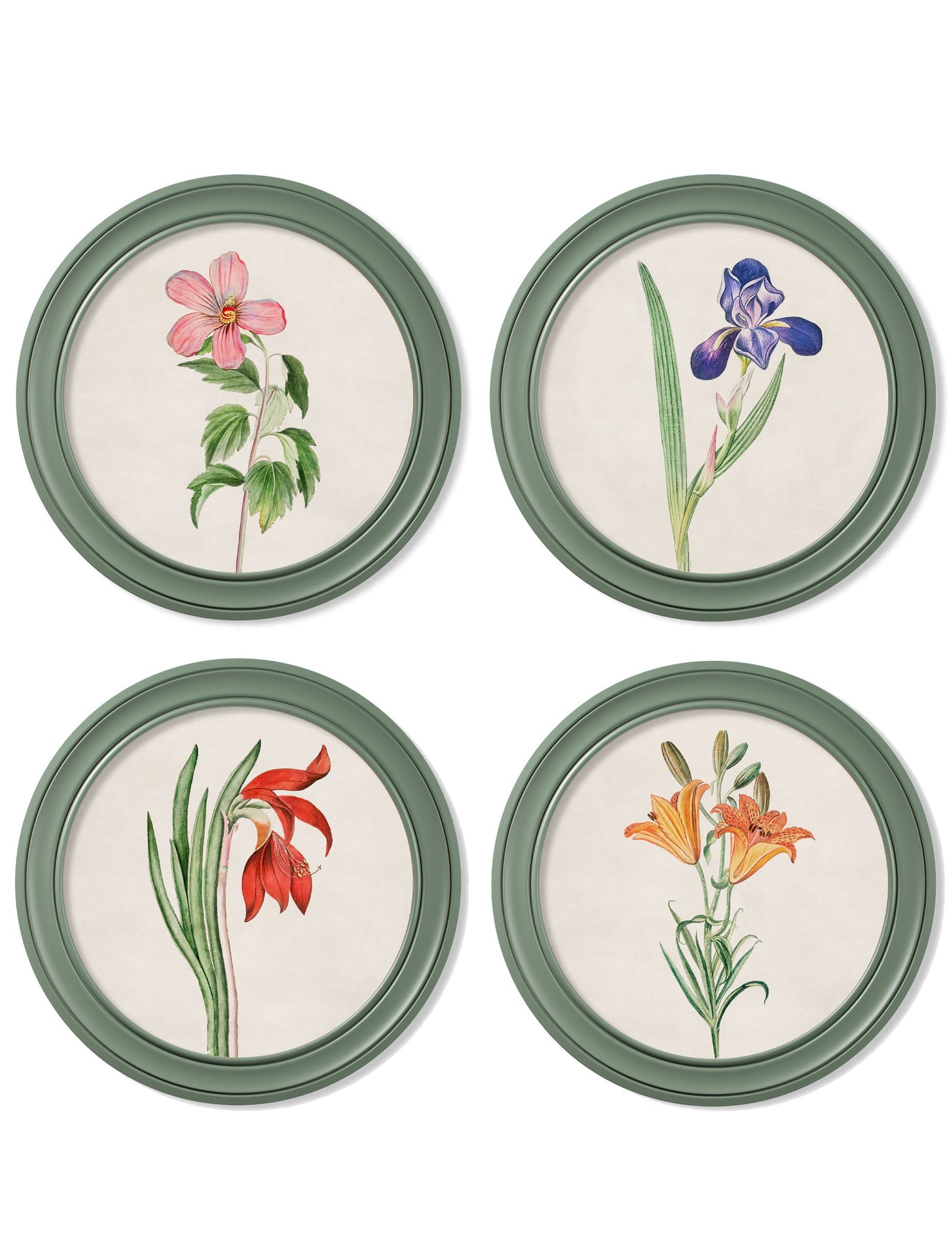c.1780 Flowering Plants Round Frame Green in size 44 x 44cm - glass-fronted framed wall art print with solid wood frame, designed for high-end interior design