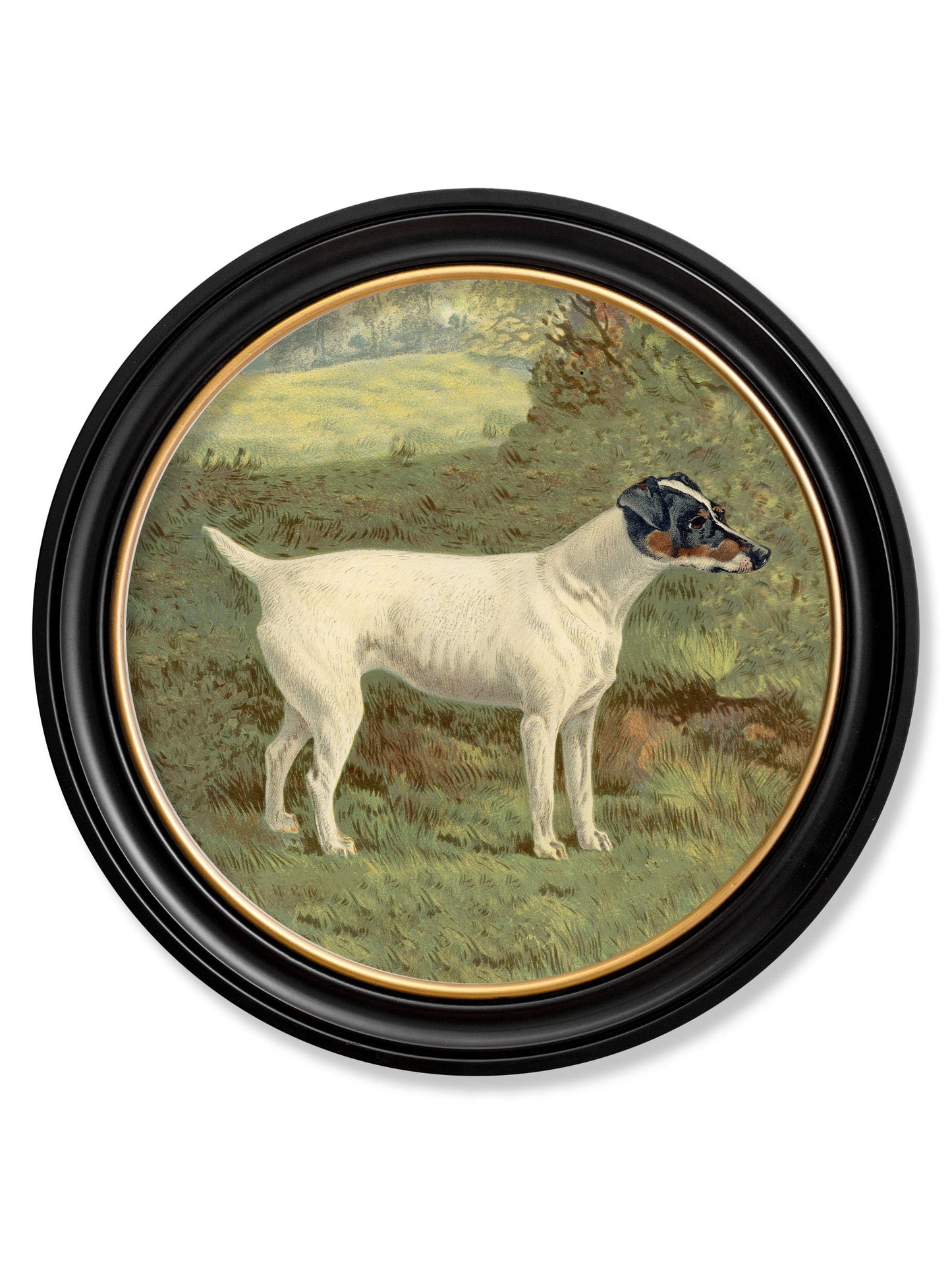 c 1881 terriers round frame - premium glass-fronted framed art print with solid wood frame, ideal for modern interiors
