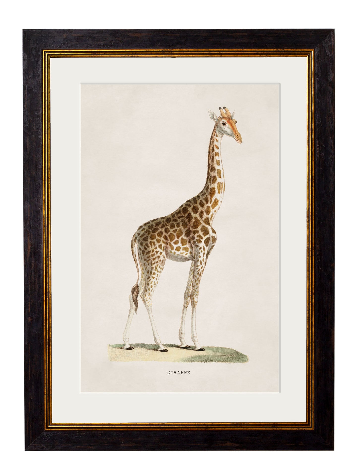 c.1836 Giraffe in size 38 x 50cm - glass-fronted framed wall art print with solid wood frame, ideal for modern interiors