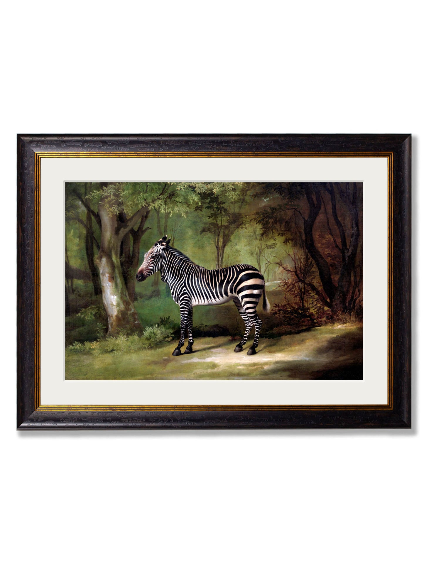 c.1763 George Stubb's Zebra in size 38 x 50cm - glass-fronted framed wall art print with solid wood frame, ideal for modern interiors