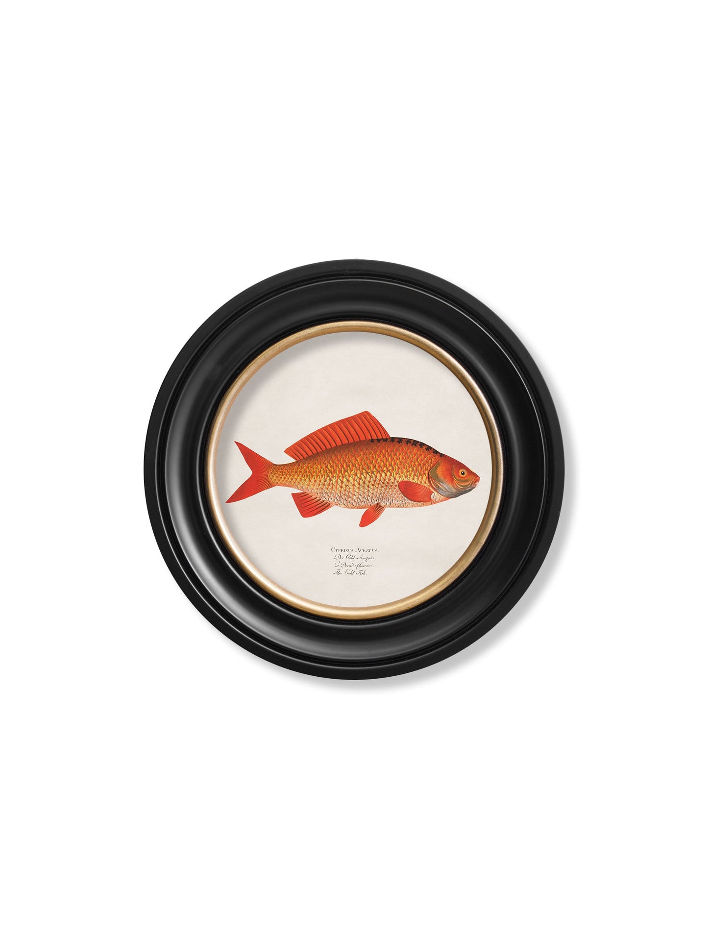 c 1785 goldfish and golden orfe round frame in size 44 x 44 cm - glass-fronted framed wall art print with solid wood frame, ideal for contemporary home styling
