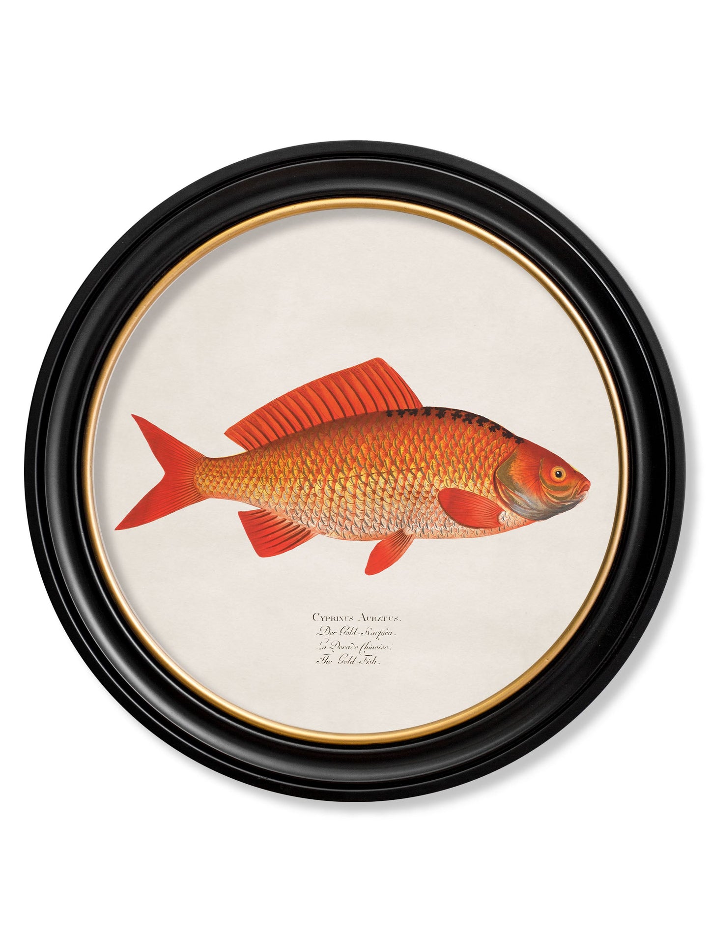 c 1785 goldfish and golden orfe round frame in size 70 x 70cm - glass-fronted framed wall art print with solid wood frame, luxury wall art for sophisticated spaces