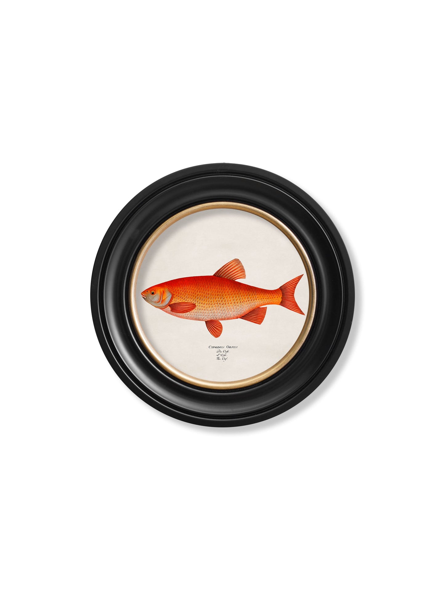 c 1785 goldfish and golden orfe round frame in size 70 x 70cm - glass-fronted framed wall art print with solid wood frame, designed for high-end interior design