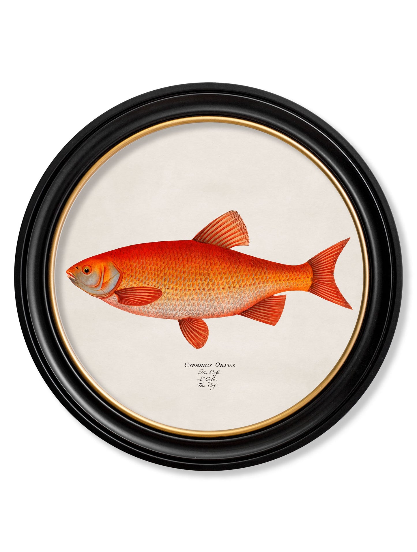 c 1785 goldfish and golden orfe round frame in size 70 x 70cm - glass-fronted framed wall art print with solid wood frame, ideal for contemporary home styling