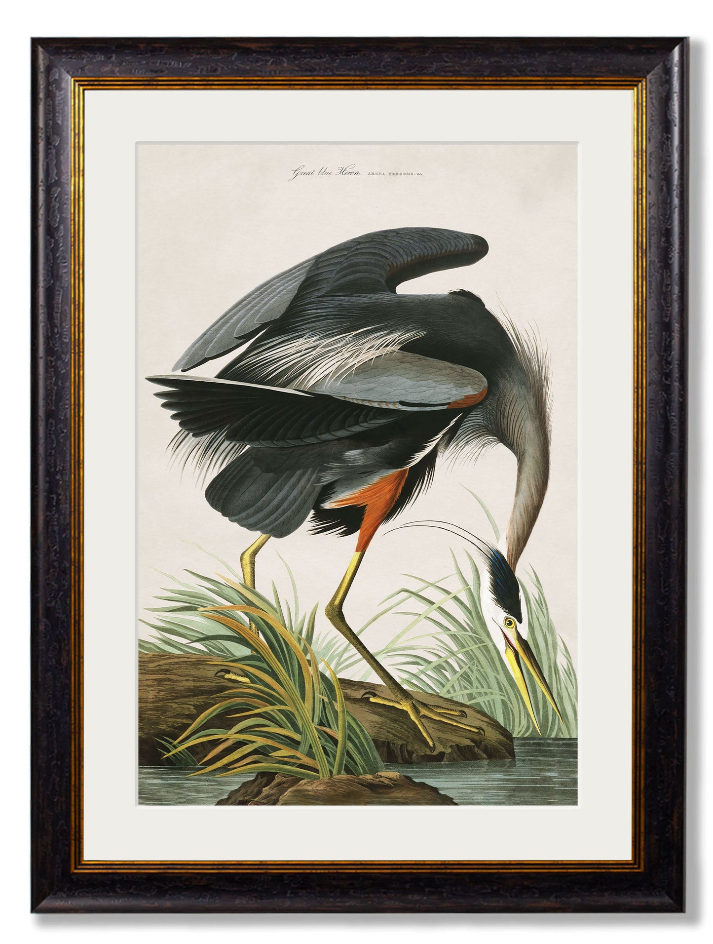 c 1838 audubons great blue crane in size 50 x 70cm - glass-fronted framed wall art print with solid wood frame, designed for high-end interior design