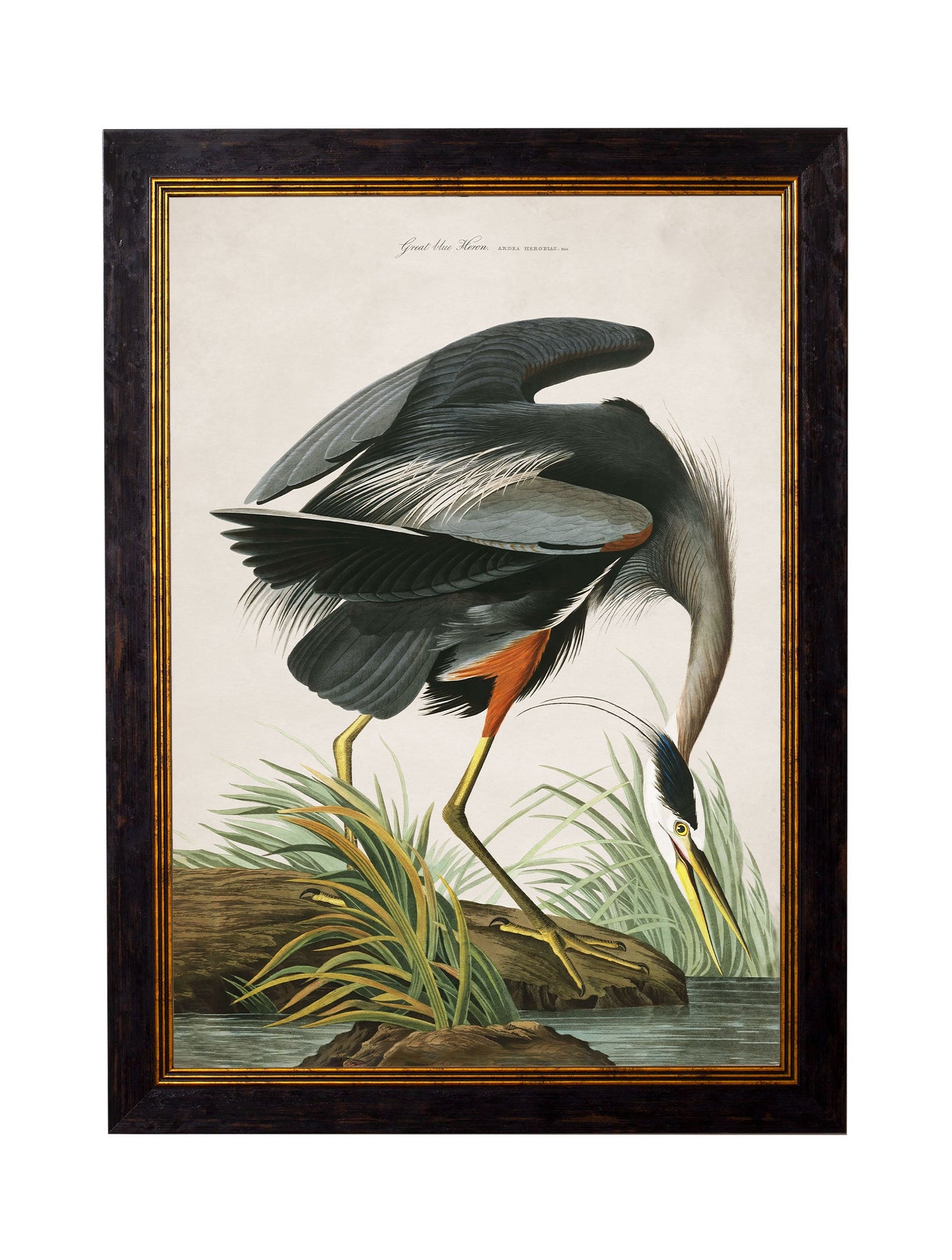 c 1838 audubons great blue crane in size 50 x 70cm - glass-fronted framed wall art print with solid wood frame, designed for high-end interior design
