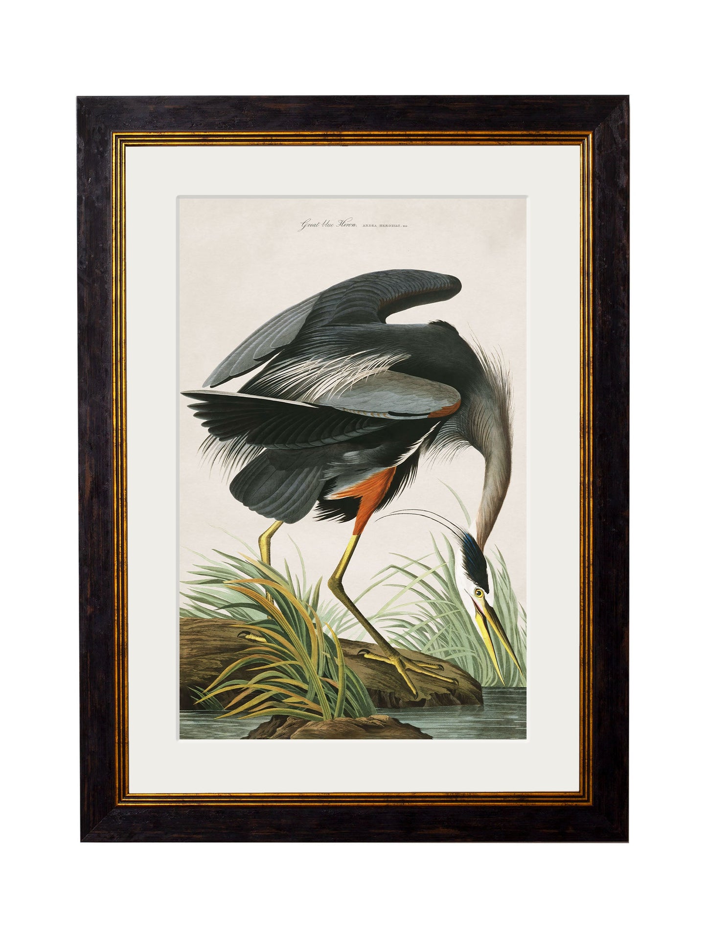 c 1838 audubons great blue crane in size 70 x 95cm - glass-fronted framed wall art print with solid wood frame, a beautiful addition to stylish homes