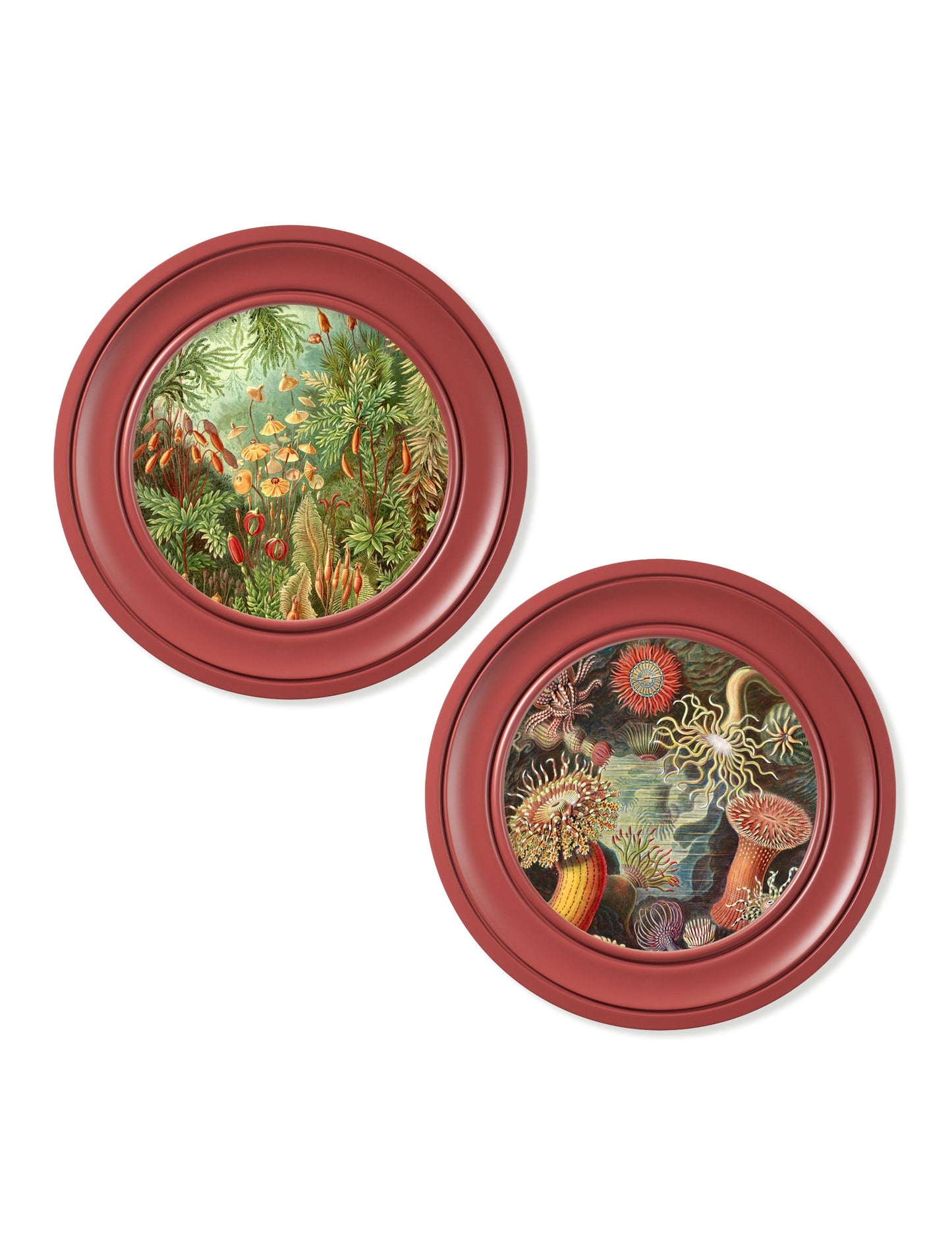 c 1904 haeckel flora and fauna round frames in size 44 x 44 cm - glass-fronted framed wall art print with solid wood frame, perfect for statement wall decor