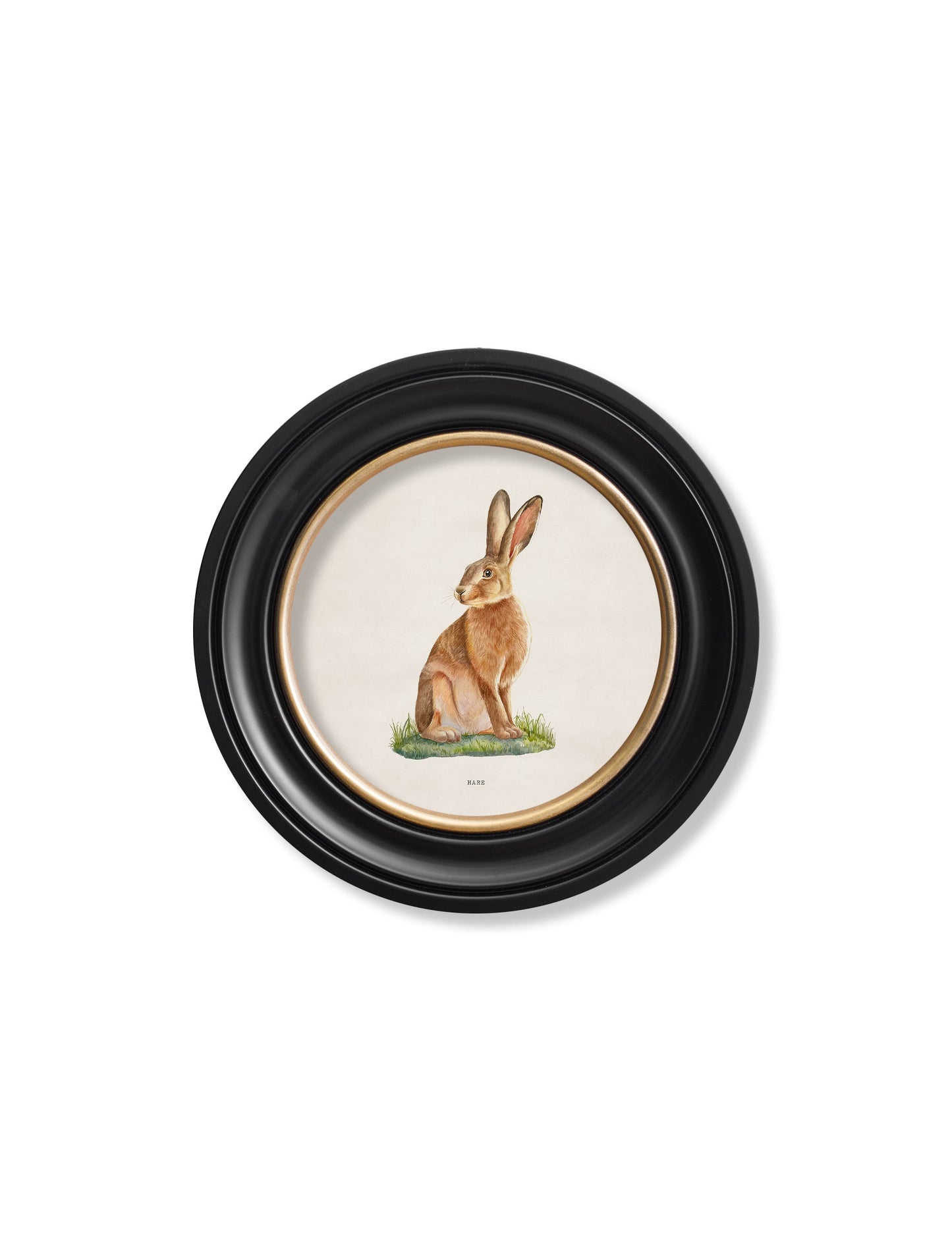 hare round frame - premium glass-fronted framed art print with solid wood frame, perfect for luxury home decor