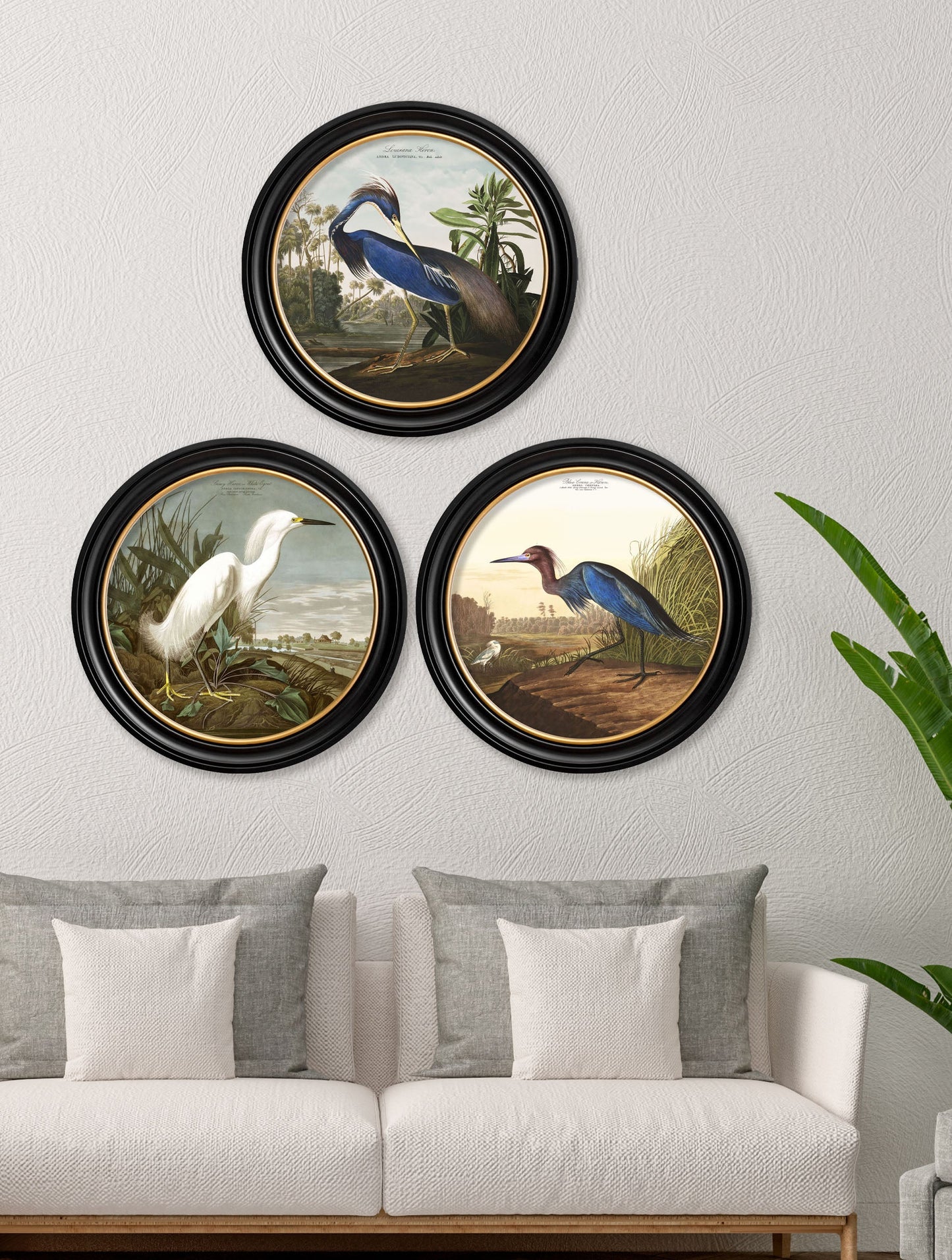 c 1838 audubons herons in round frames in size 44 x 44cm - glass-fronted framed wall art print with solid wood frame, designed for high-end interior design