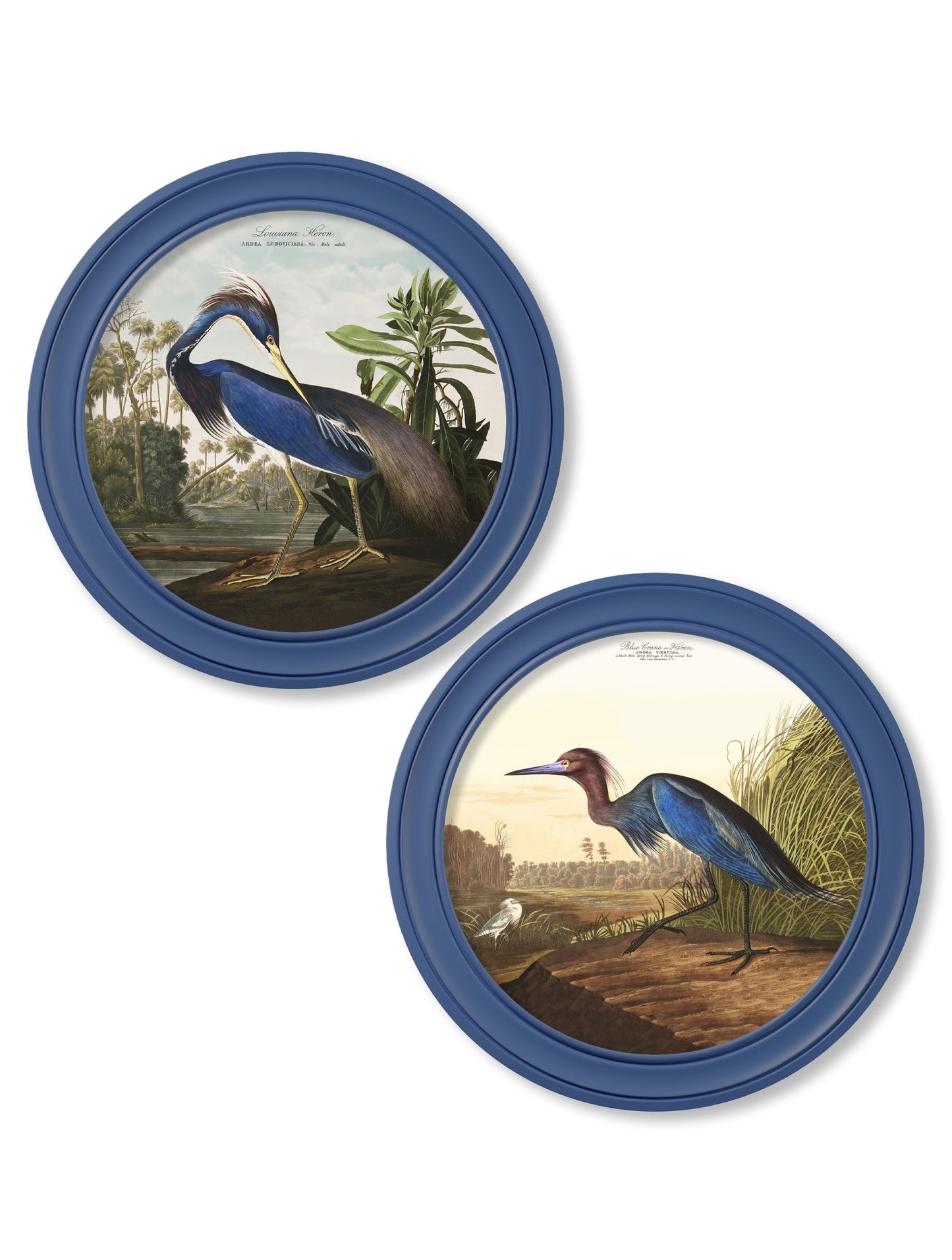 c 1838 audubons louisana heron in blue frame in size 70 x 70cm - glass-fronted framed wall art print with solid wood frame, a beautiful addition to stylish homes
