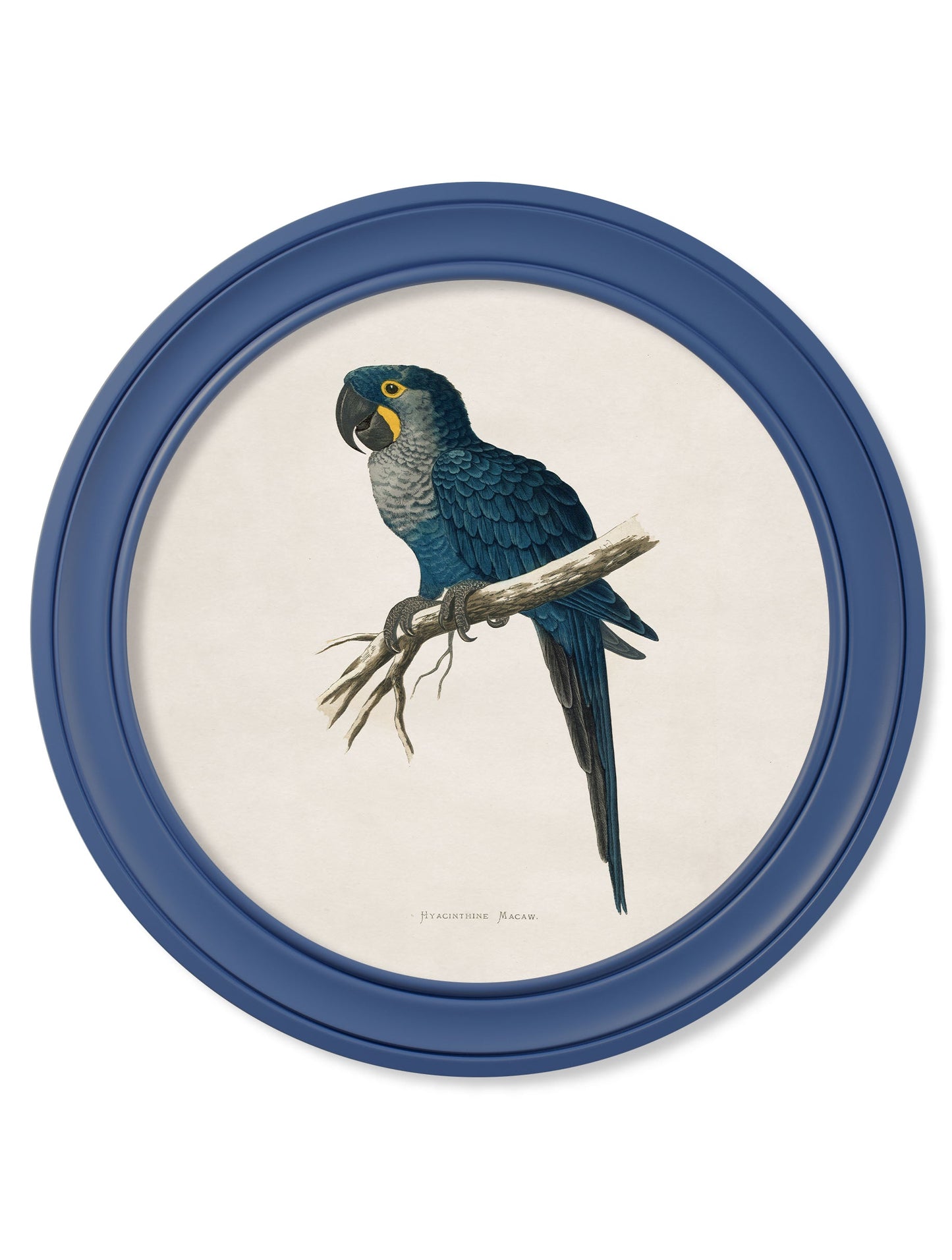 c 1884 collection of macaws in round frames red in size 70 x 70cm - glass-fronted framed wall art print with solid wood frame, perfect for luxury home decor