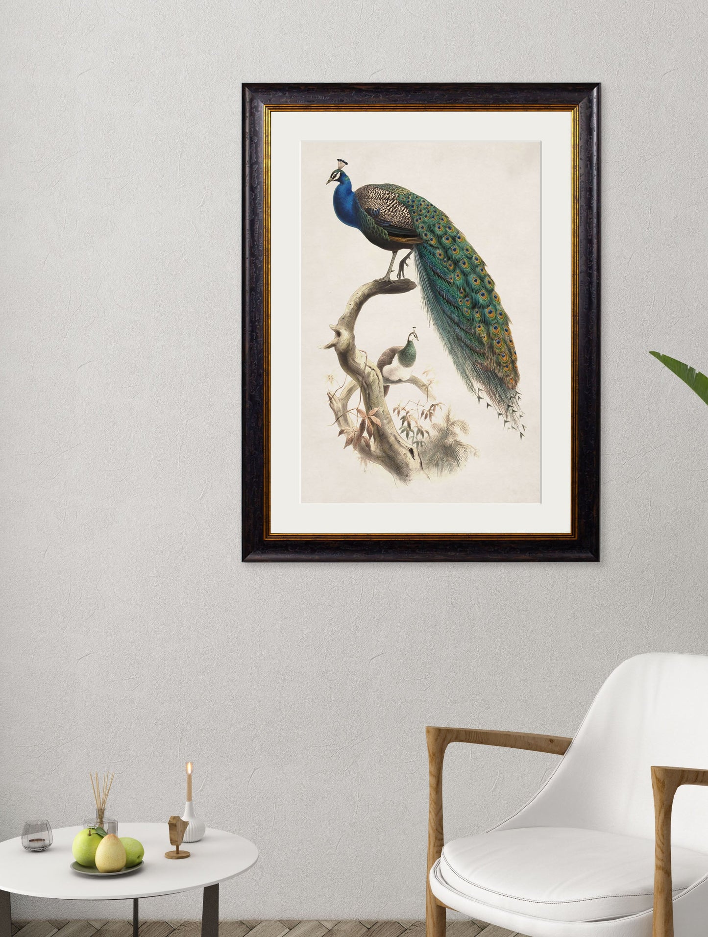 c 1800s indian blue peacock in size 50 x 70cm - glass-fronted framed wall art print with solid wood frame, ideal for contemporary home styling