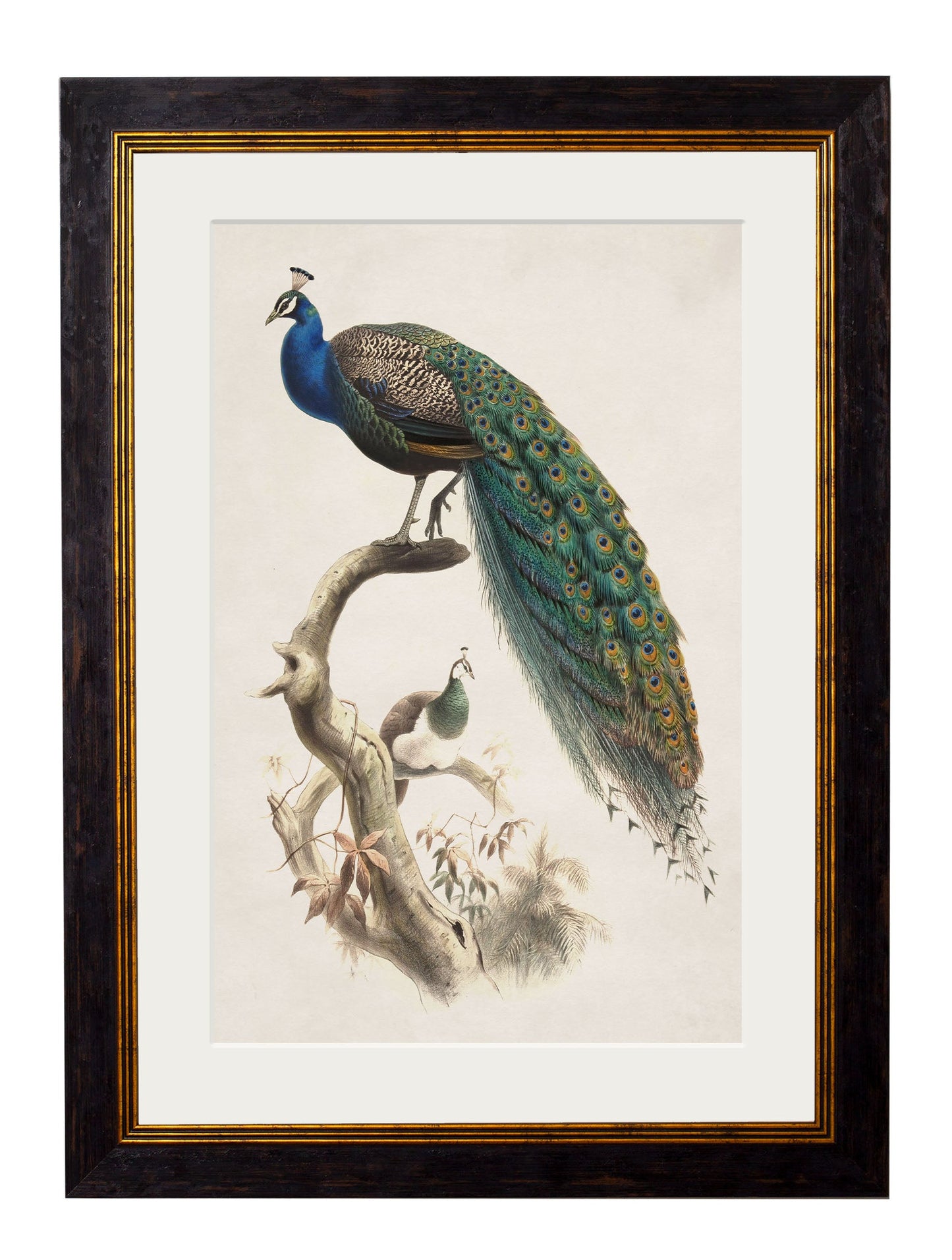 c 1800s indian blue peacock in size 70 x 95cm - glass-fronted framed wall art print with solid wood frame, a beautiful addition to stylish homes
